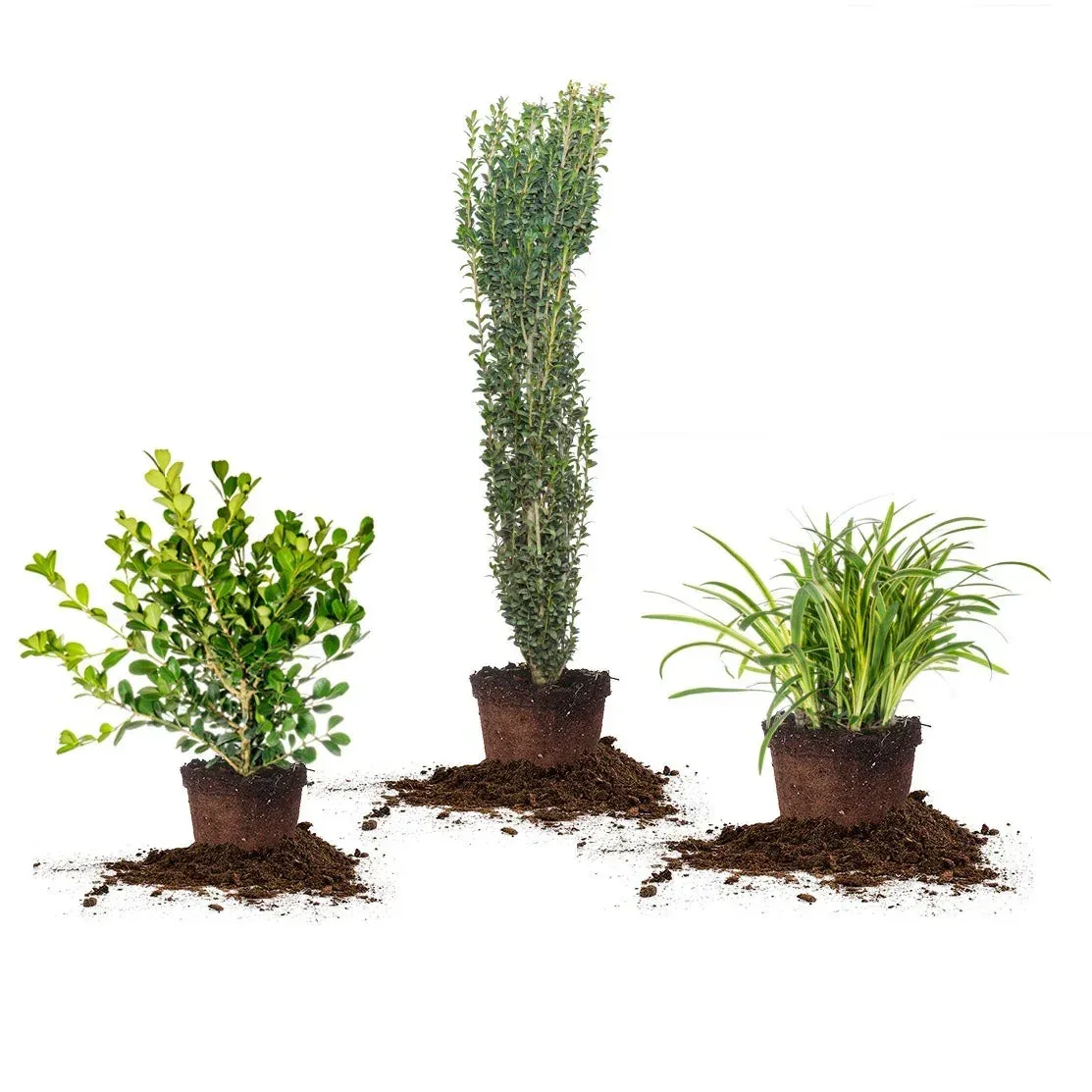 1 Gal. Home Garden Collection, 8-pack