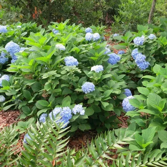 1 Gal. Home Garden Collection, 8-pack - Image 10