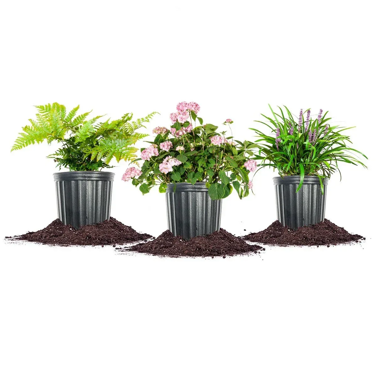1 Gal. Home Garden Collection, 8-pack - Image 9