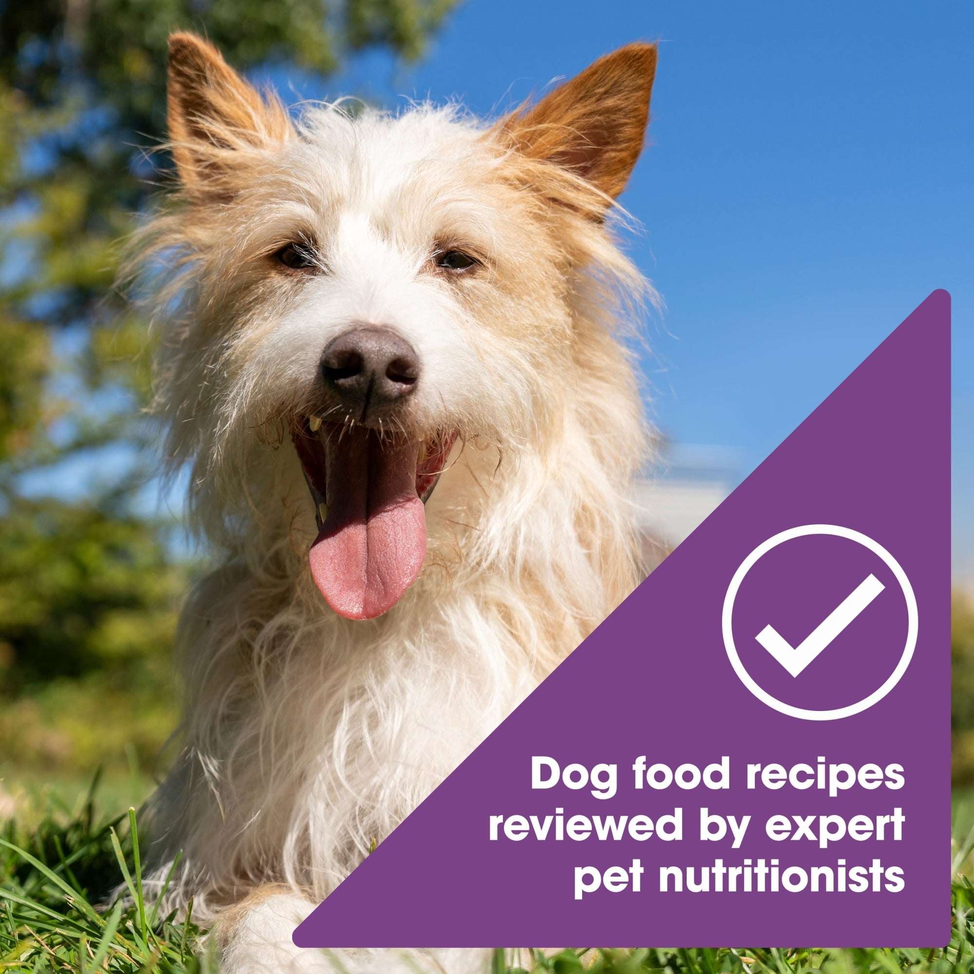 (12 pack) Nature's Recipe Grain Free Chicken & Lamb in Savory Broth Wet Dog Food, 2.75 oz Cup - Image 6