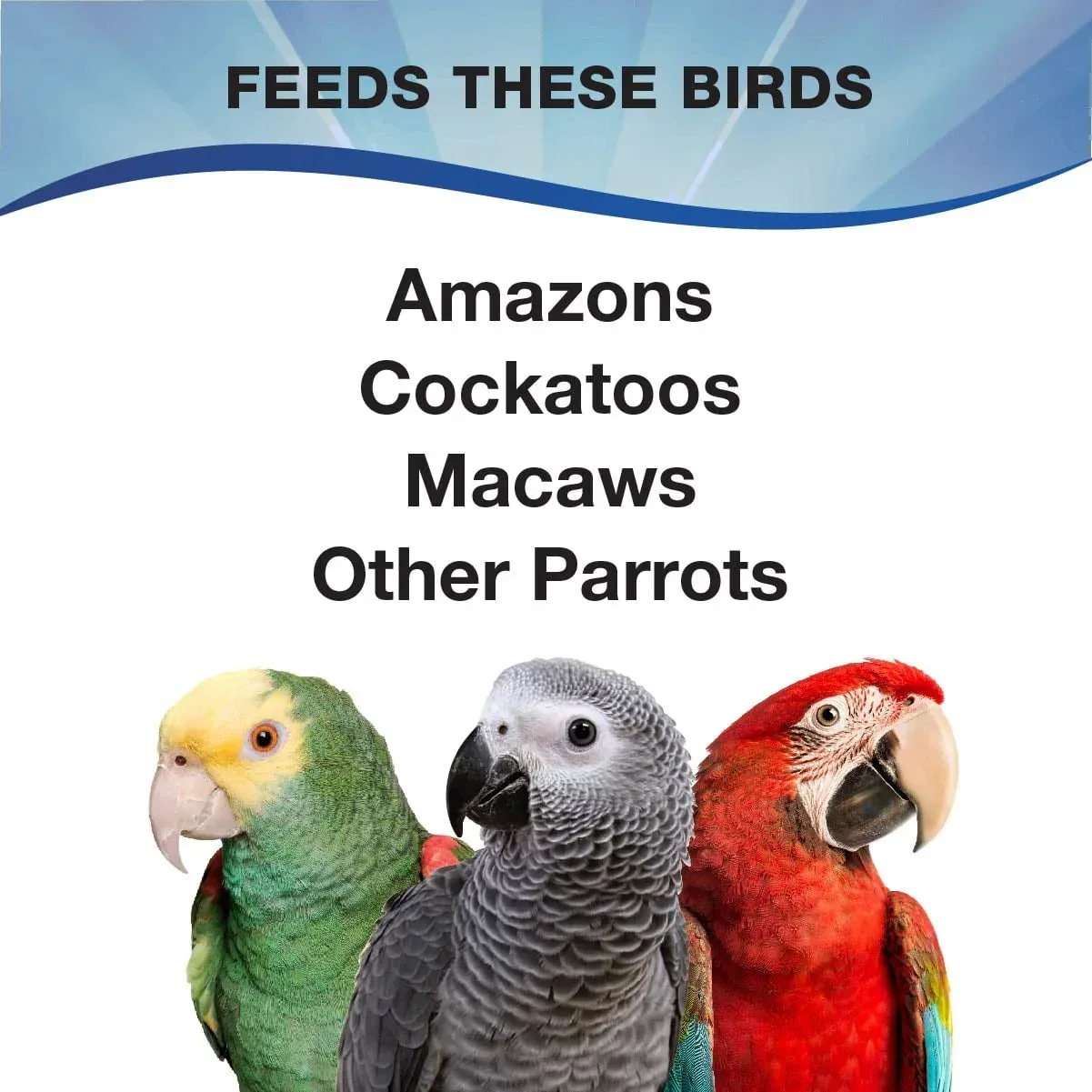3-D Pet Products Premium Parrot Bird Food, Seeds, 4 lb. Stay Fresh Jar - Image 5