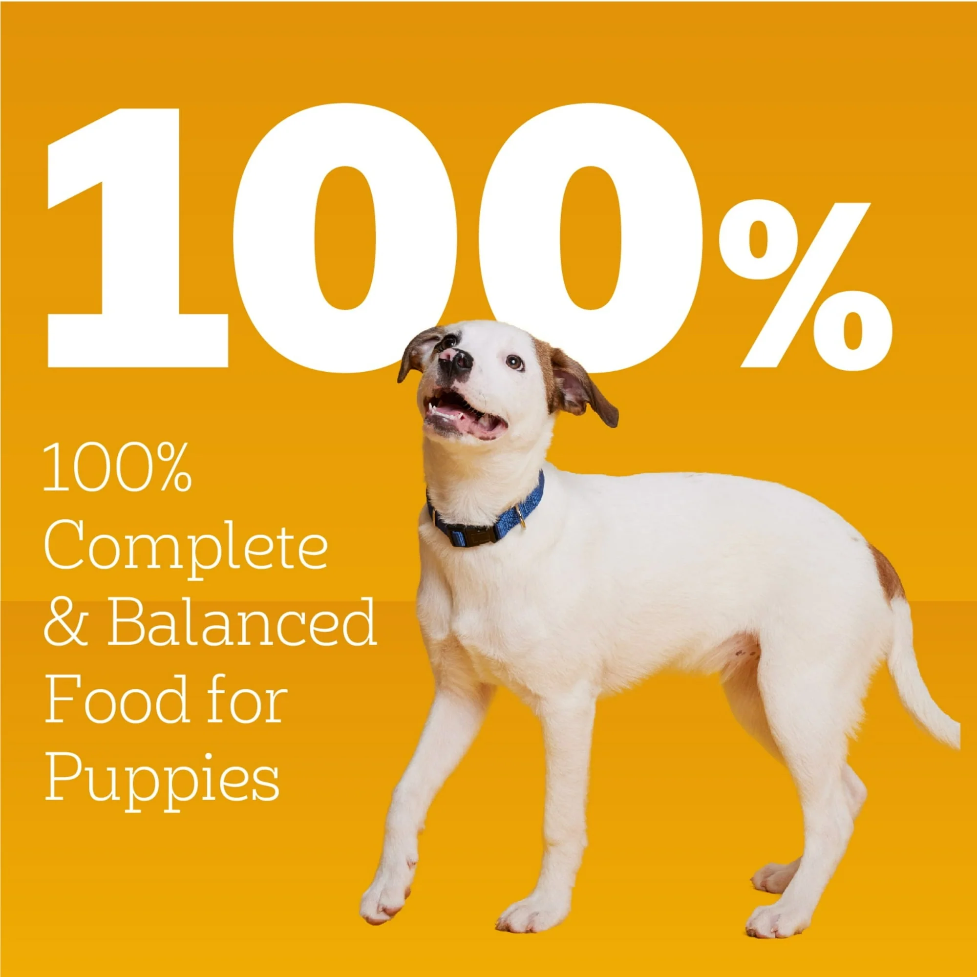 (6 pack) Pedigree Chopped Ground Dinner Wet Puppy Food With Chicken & Beef, 13.2 oz. Cans, 12 Count - Image 6