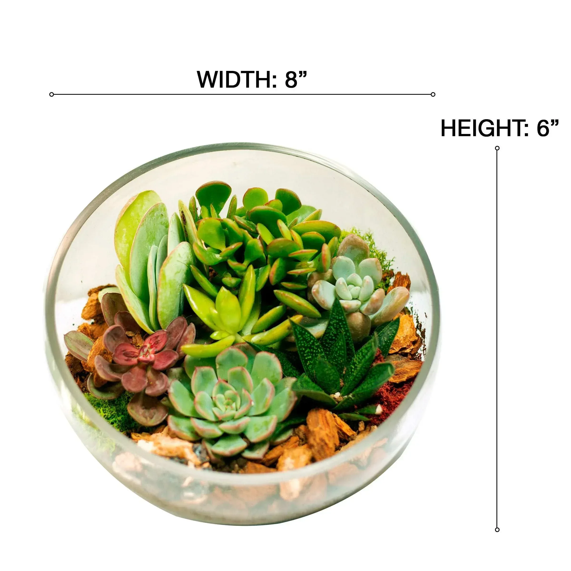 8" Slanted Cut Succulent Terrarium - Image 2