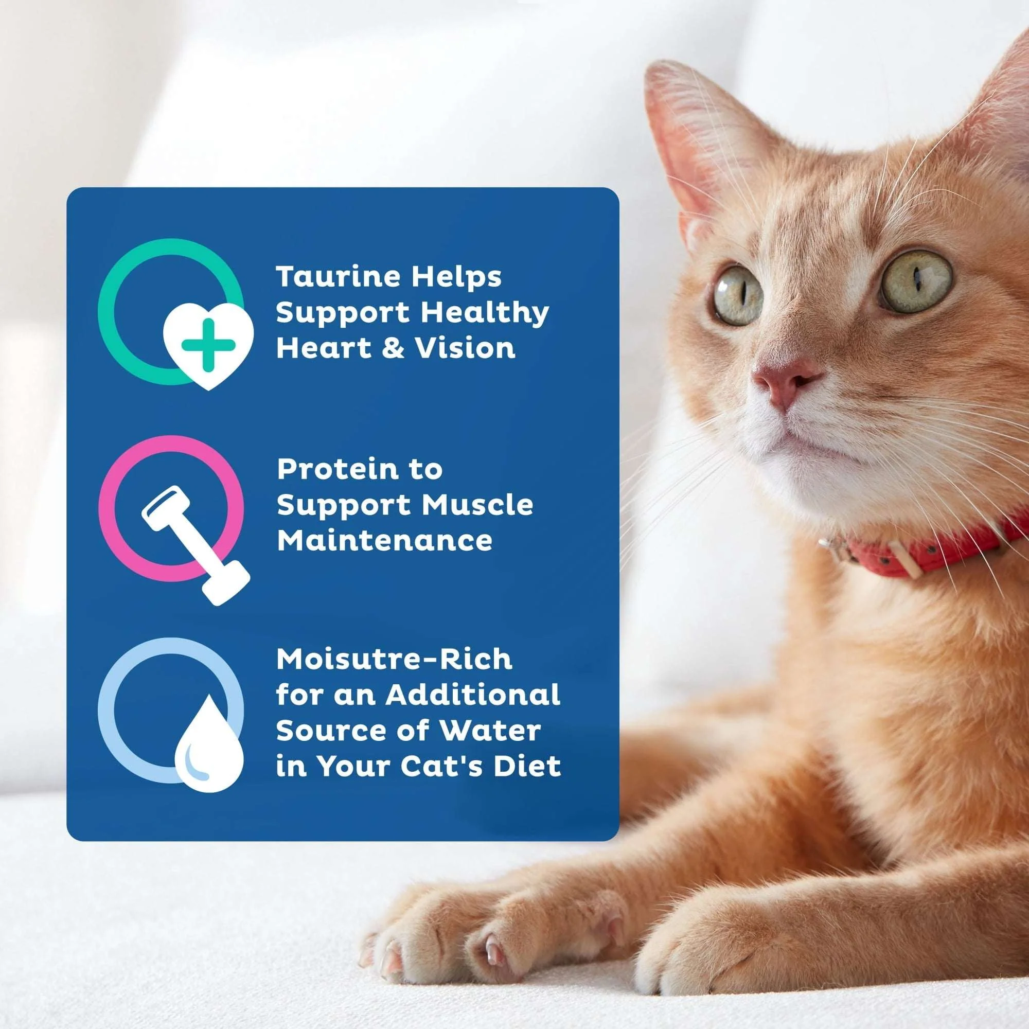 9Lives Paté Favorites Wet Cat Food Variety pack, 5.5 oz. Cans (pack of 12) - Image 5
