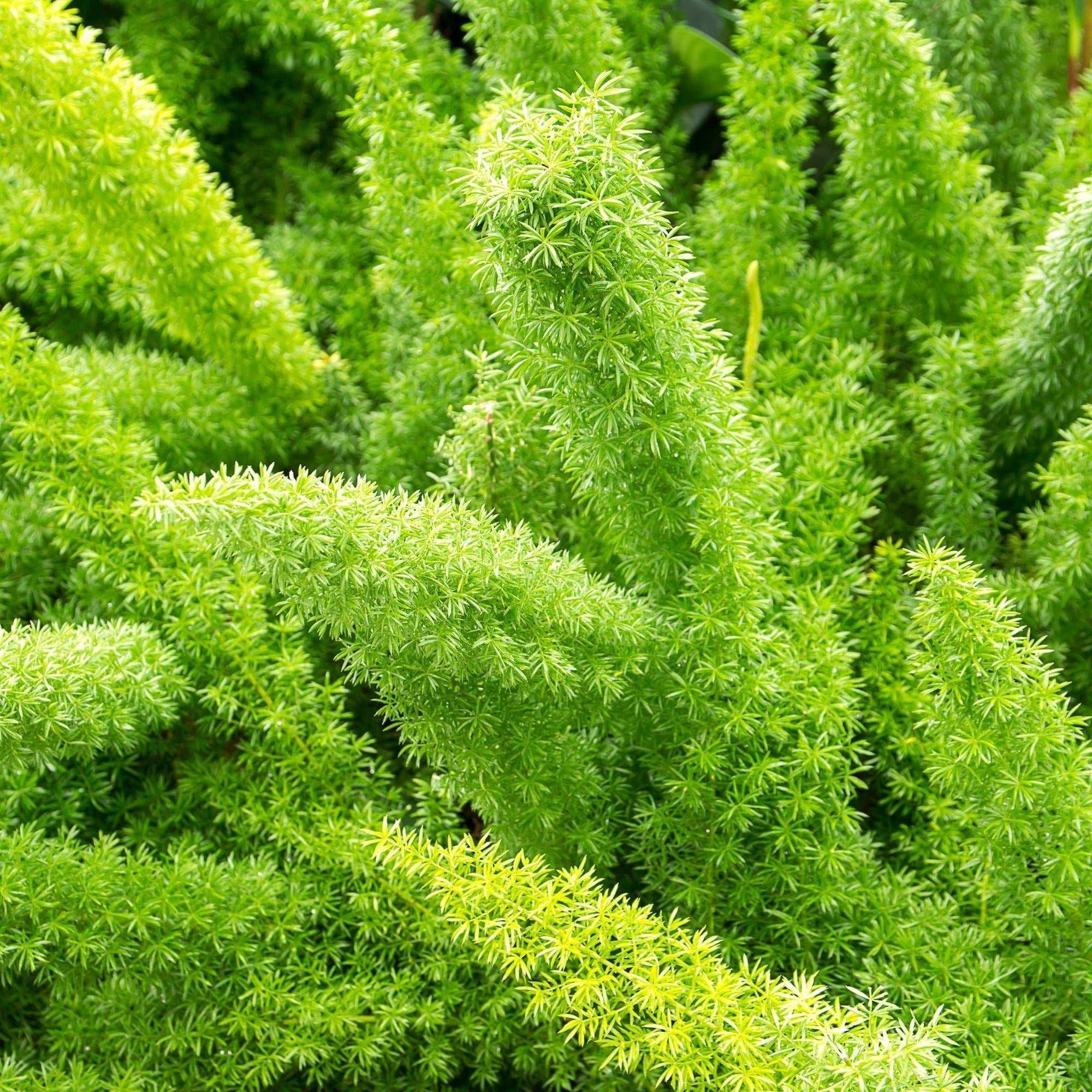 Alder & Oak Patio Ready Foxtail Fern - Image 2