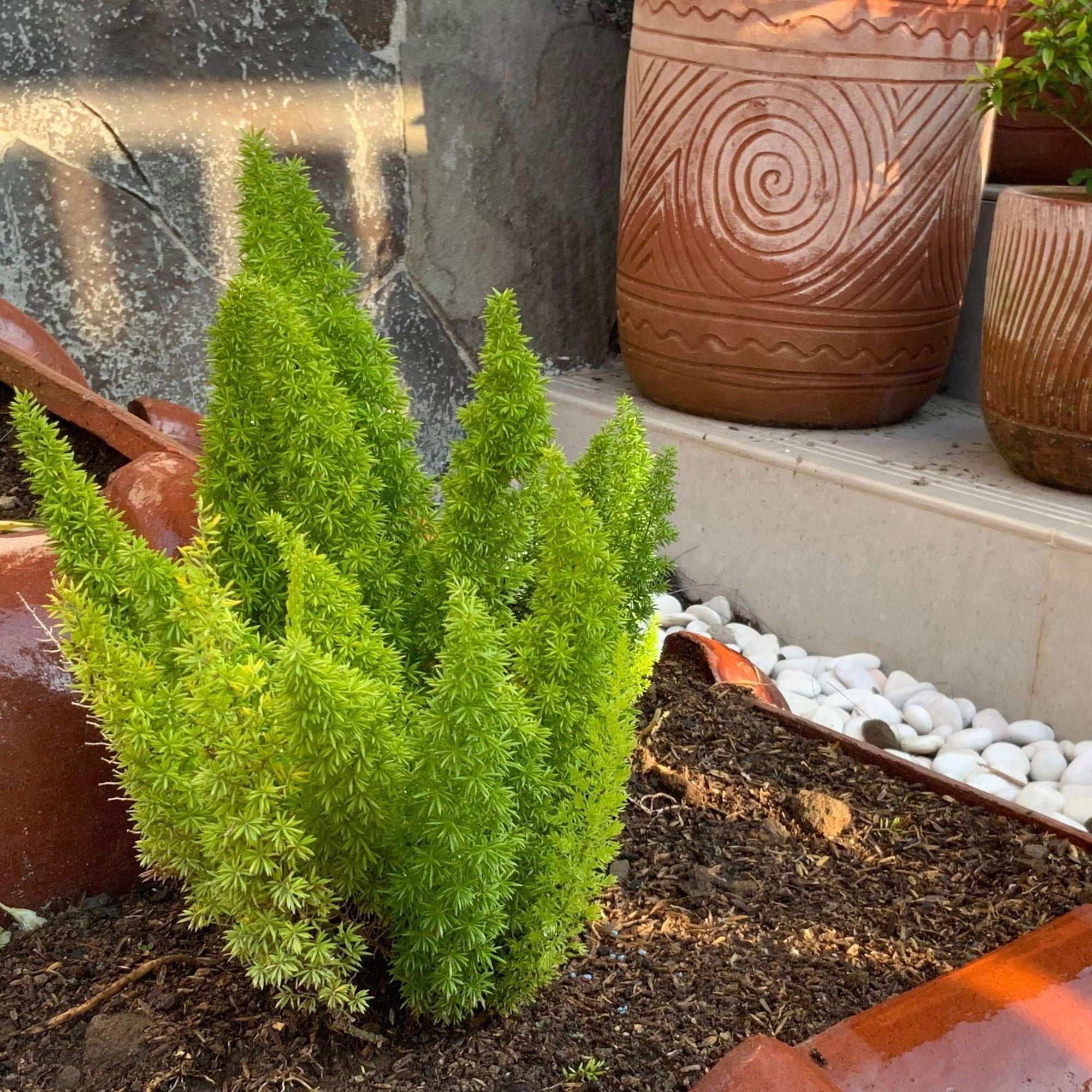Alder & Oak Patio Ready Foxtail Fern - Image 3