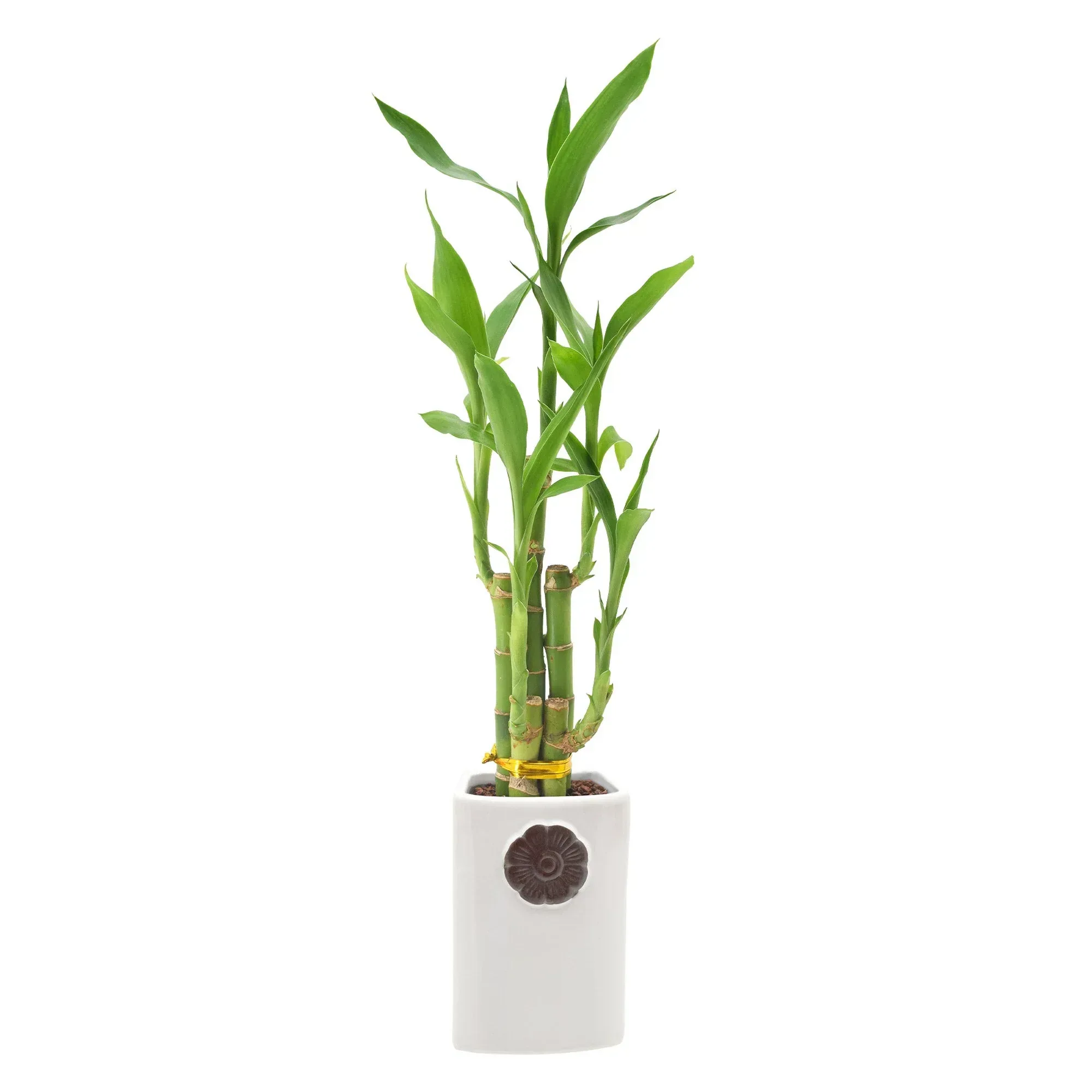 Bamboo Plant Collection