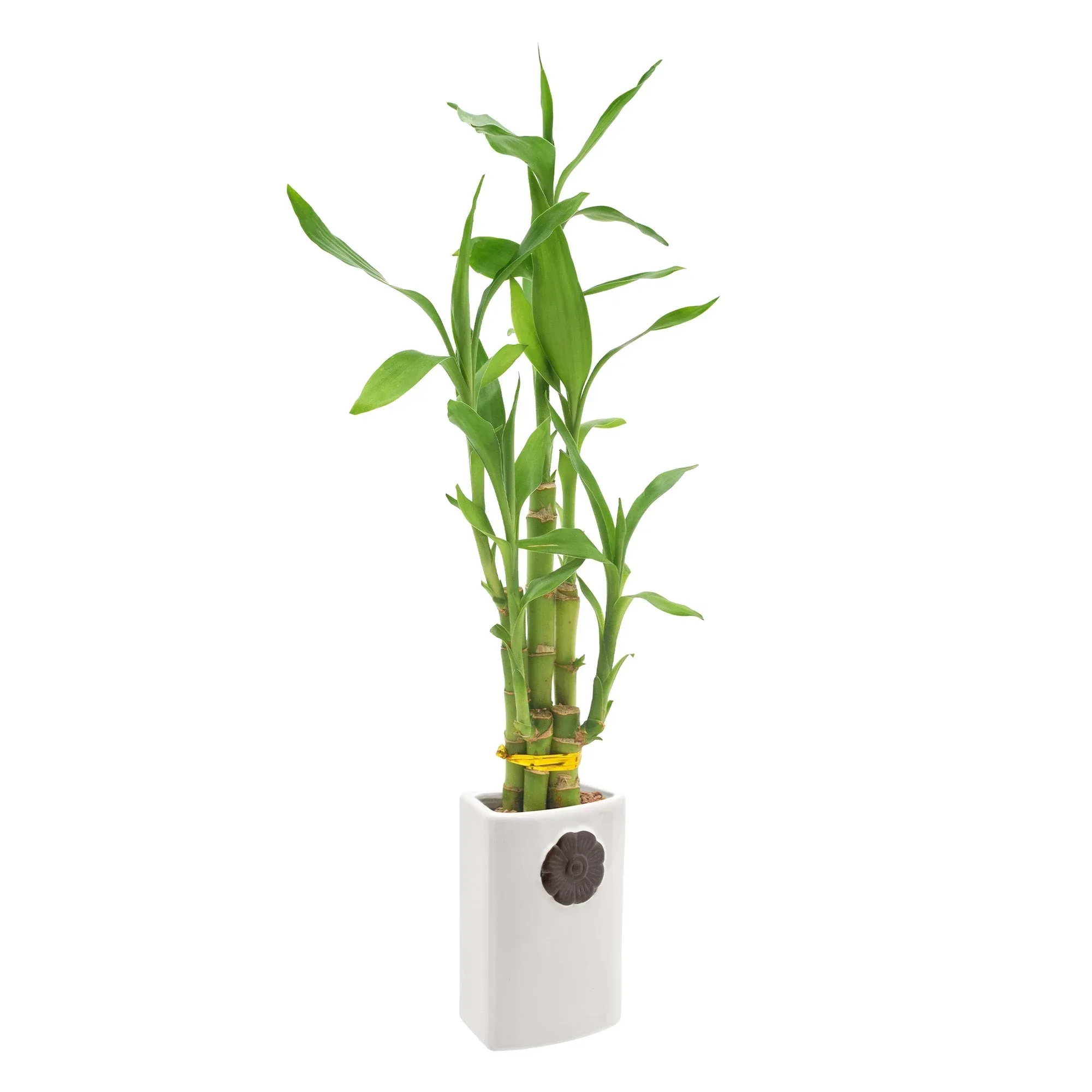 Bamboo Plant Collection - Image 2