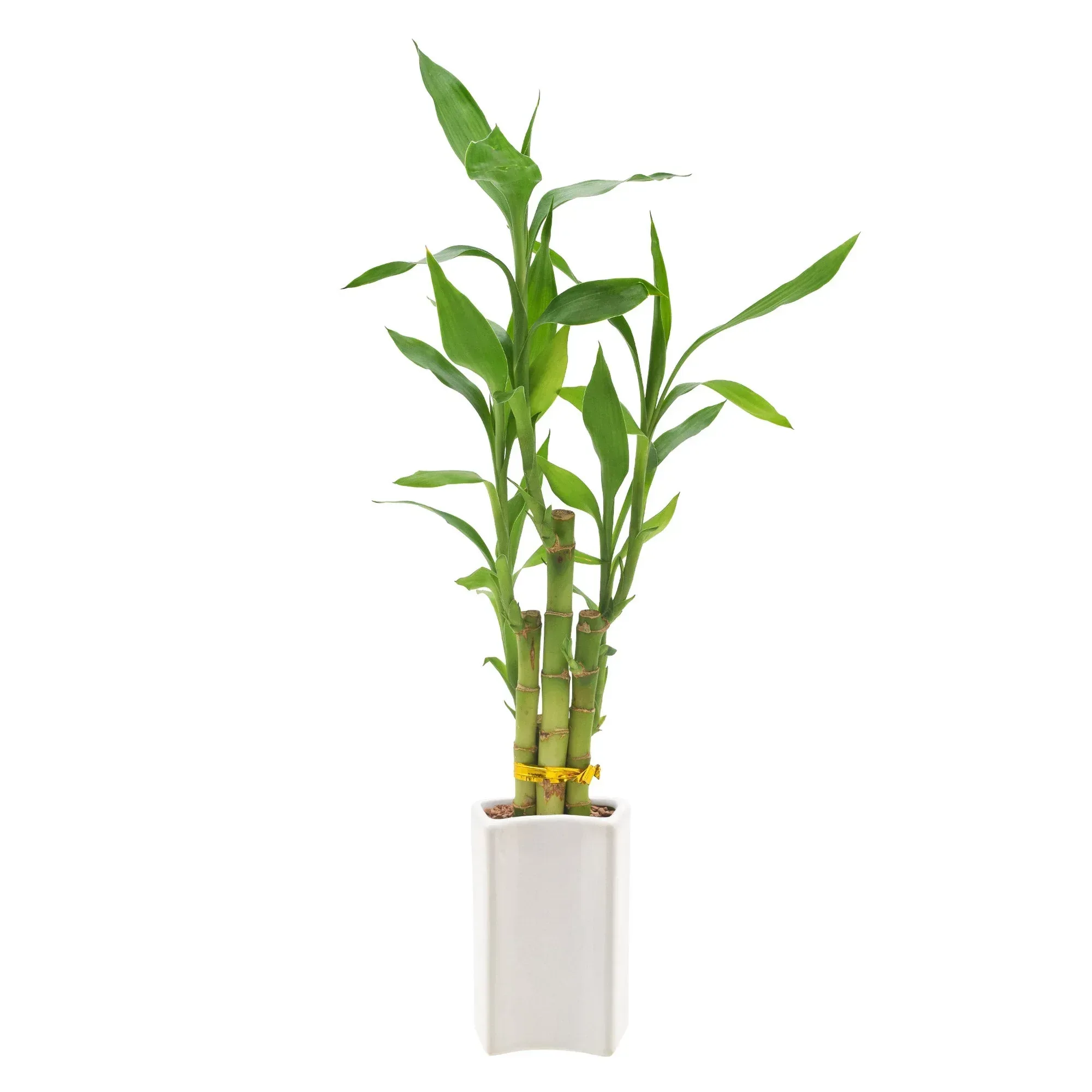 Bamboo Plant Collection - Image 3