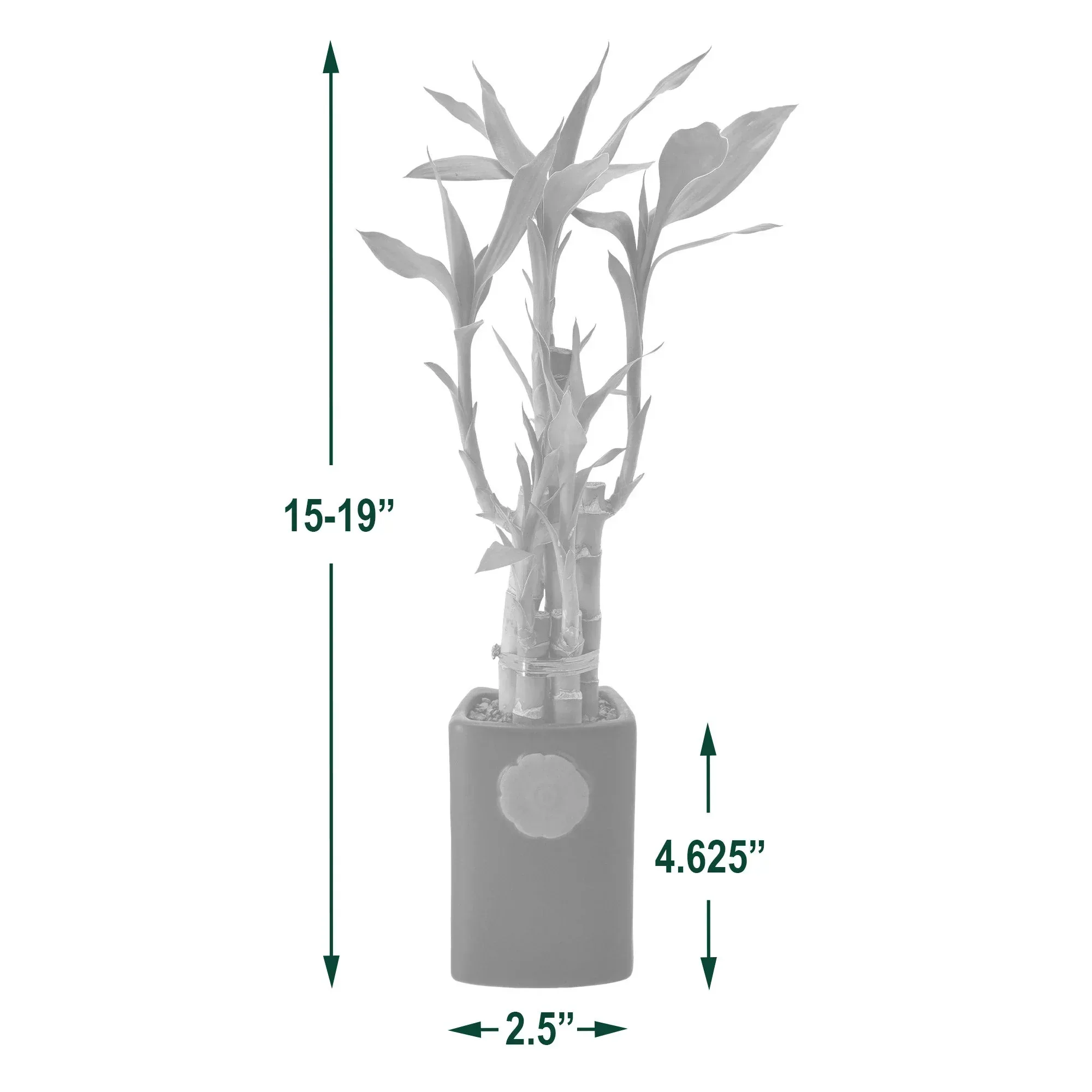 Bamboo Plant Collection - Image 4