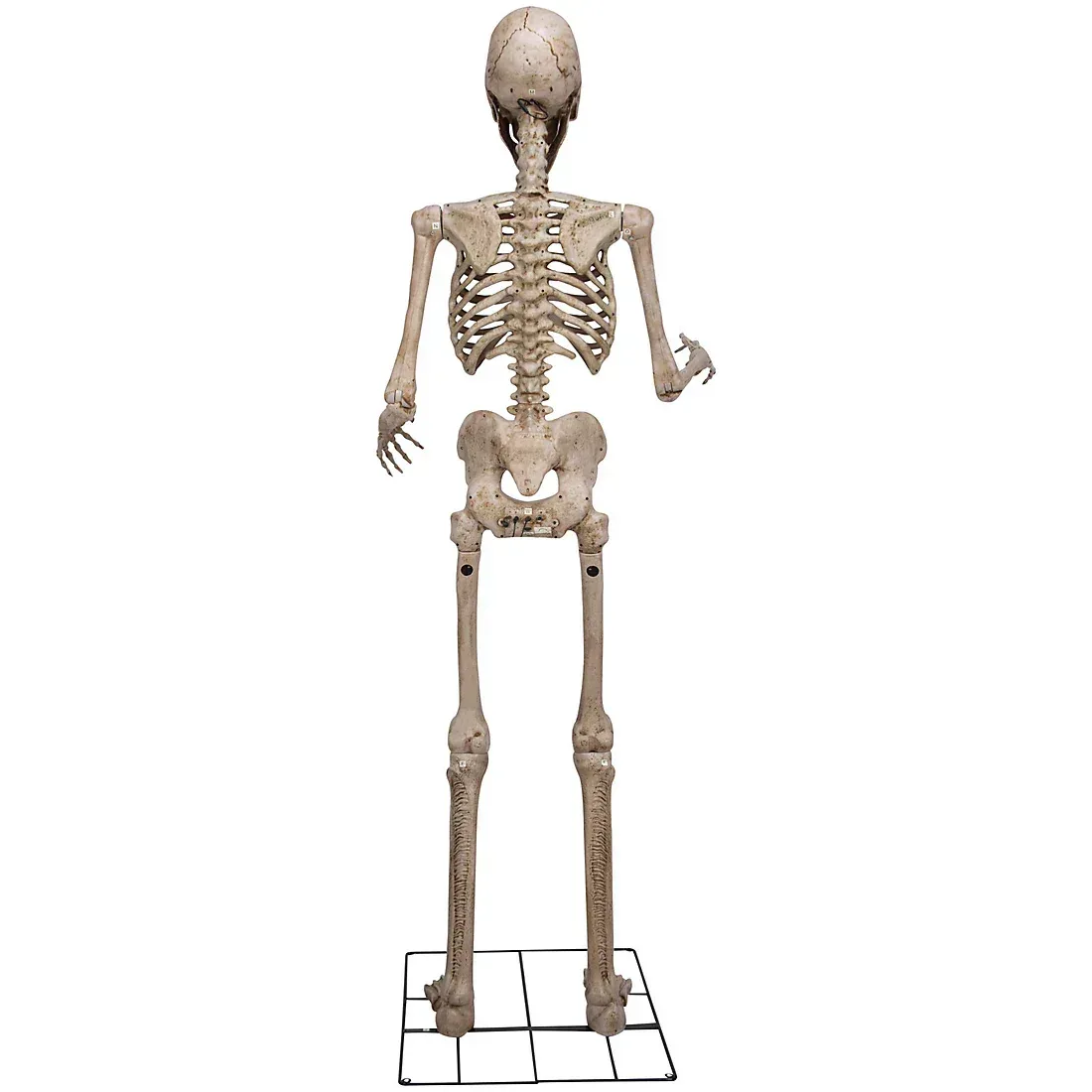 Berkley Jensen 8' Giant Poseable Skeleton with Lighted Eyes and Sound - Image 3