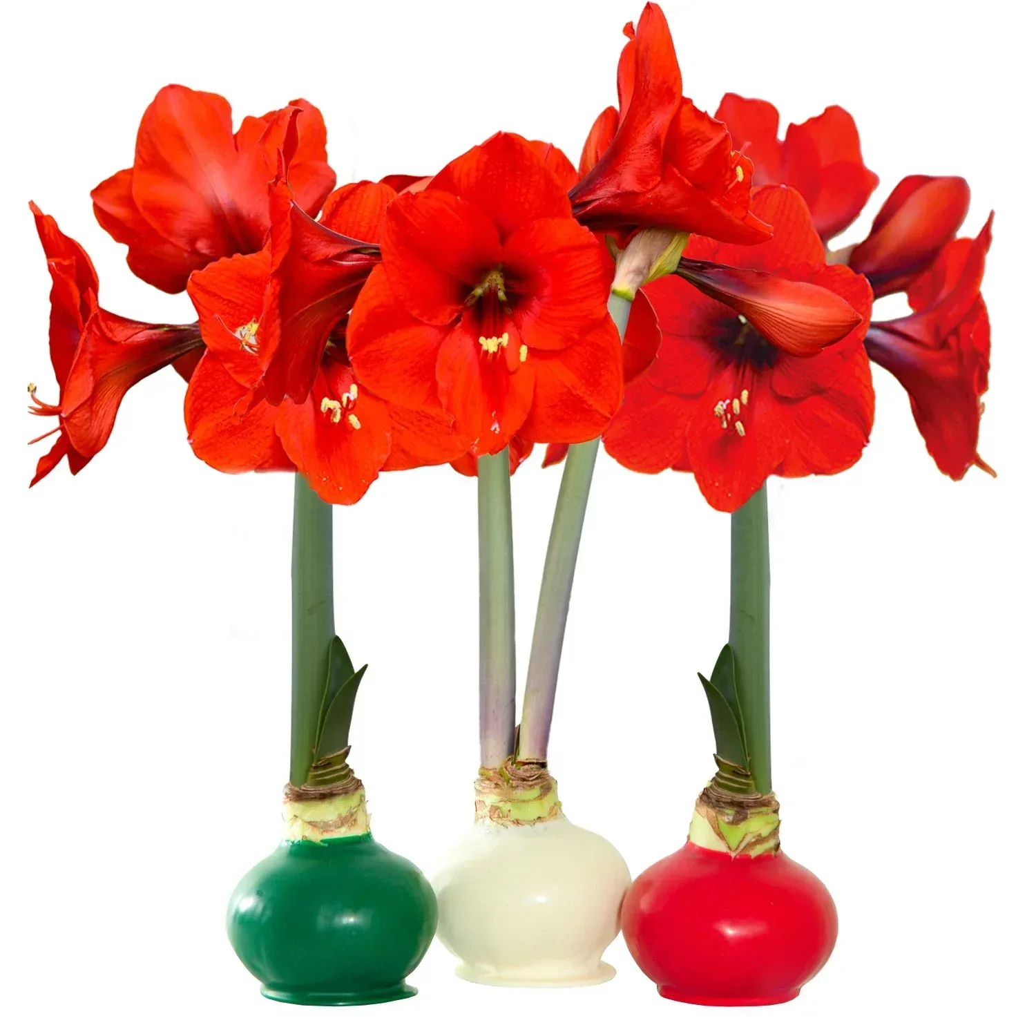 Bloomaker Holiday Trio Waxed Amaryllis, No Water Needed - Image 2