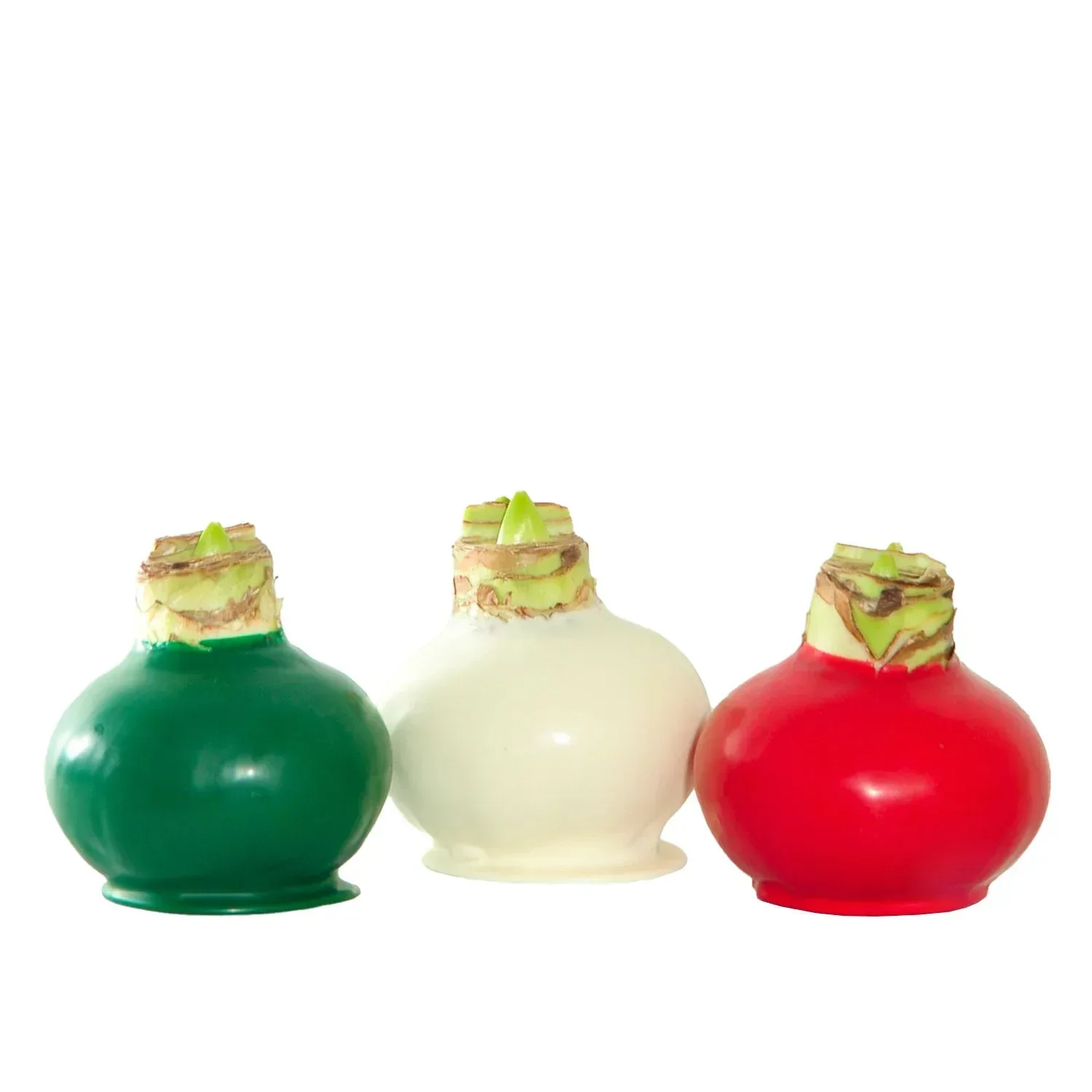 Bloomaker Holiday Trio Waxed Amaryllis, No Water Needed - Image 3