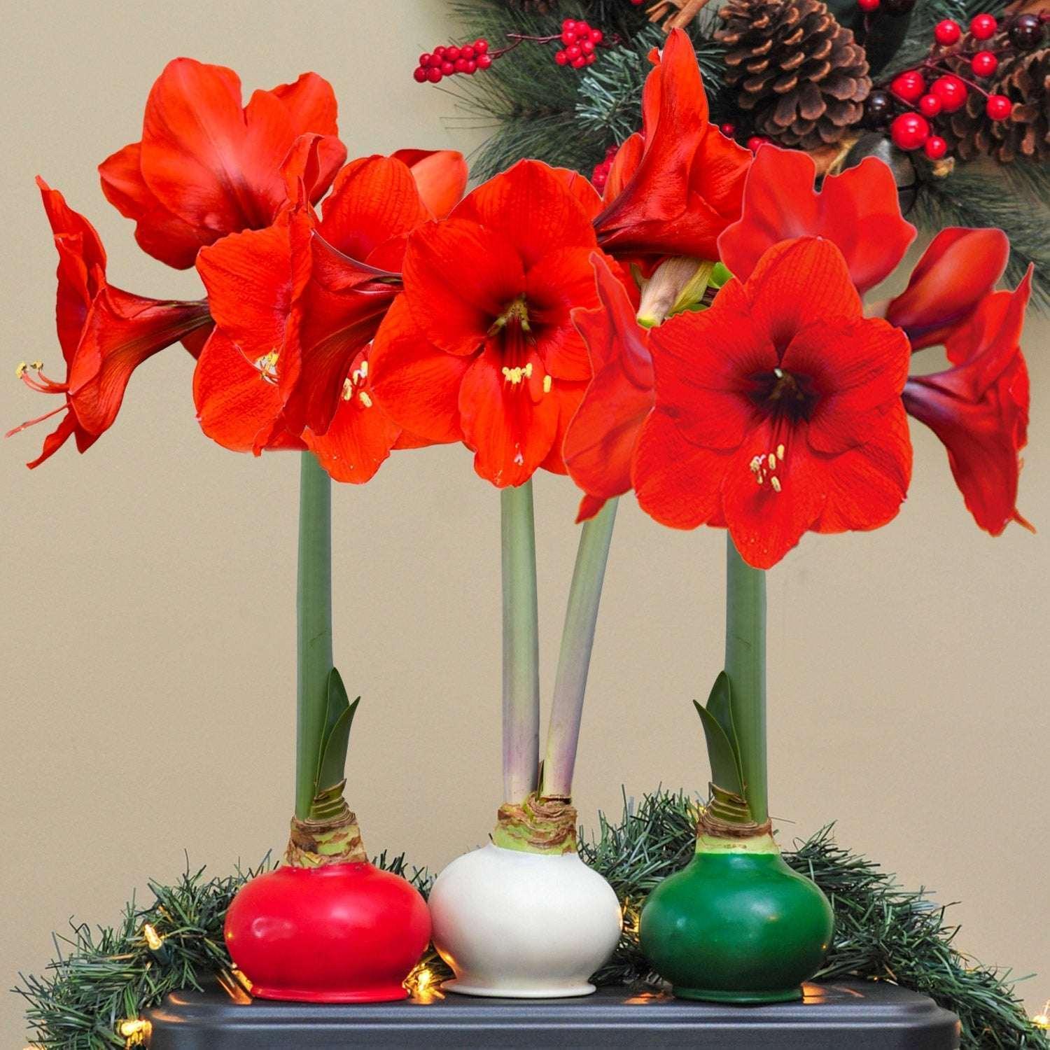 Bloomaker Holiday Trio Waxed Amaryllis, No Water Needed - Image 4
