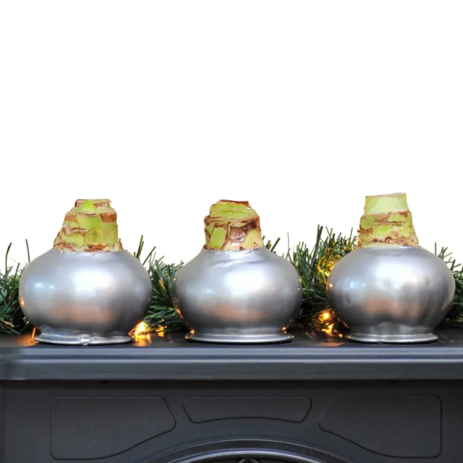 Bloomaker Silver Waxed Amaryllis Trio, No Water Needed - Image 10