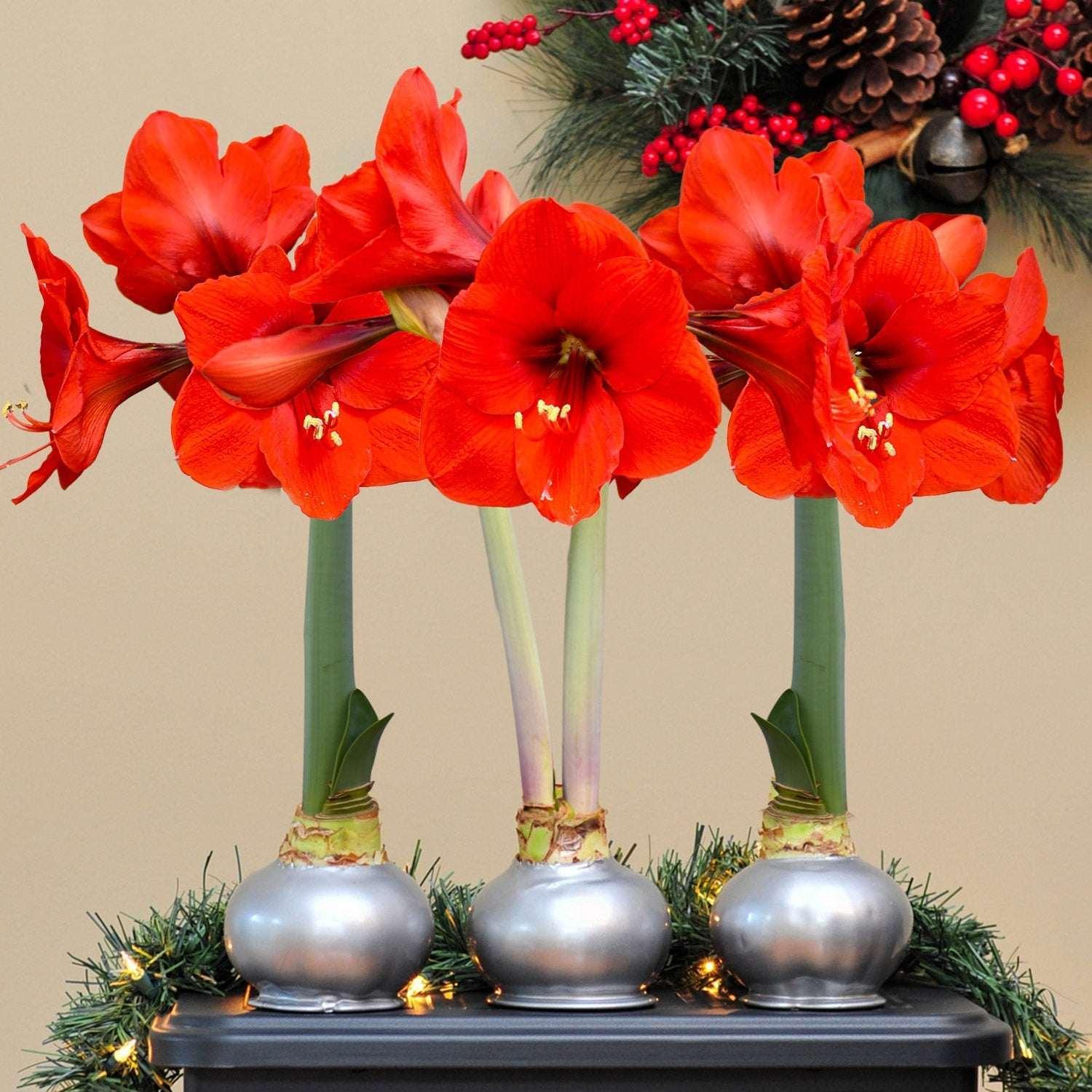 Bloomaker Silver Waxed Amaryllis Trio, No Water Needed - Image 2