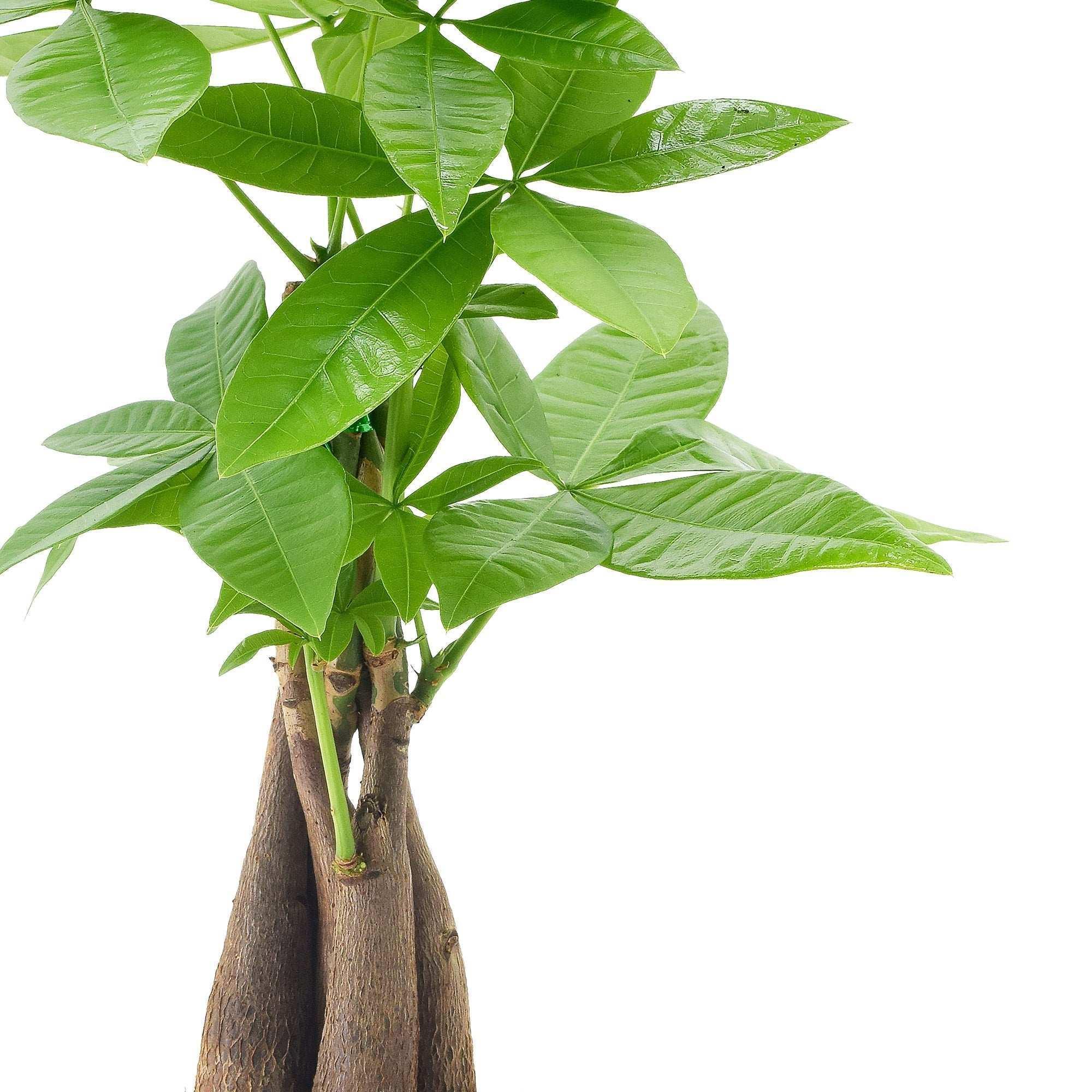 Bonsai Live Indoor Plant in 7 in. Pot - Image 3