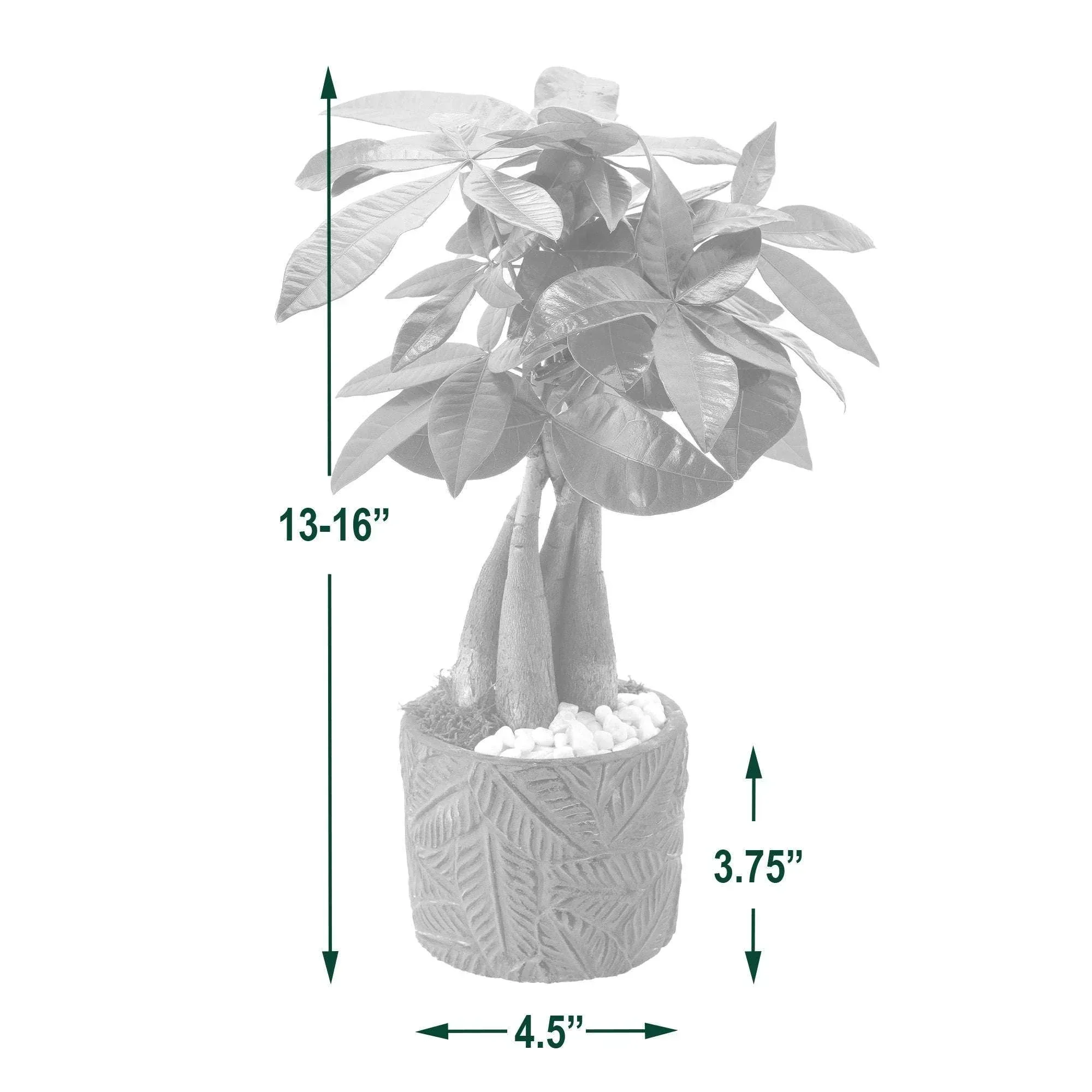 Bonsai Live Indoor Plant in 7 in. Pot - Image 4