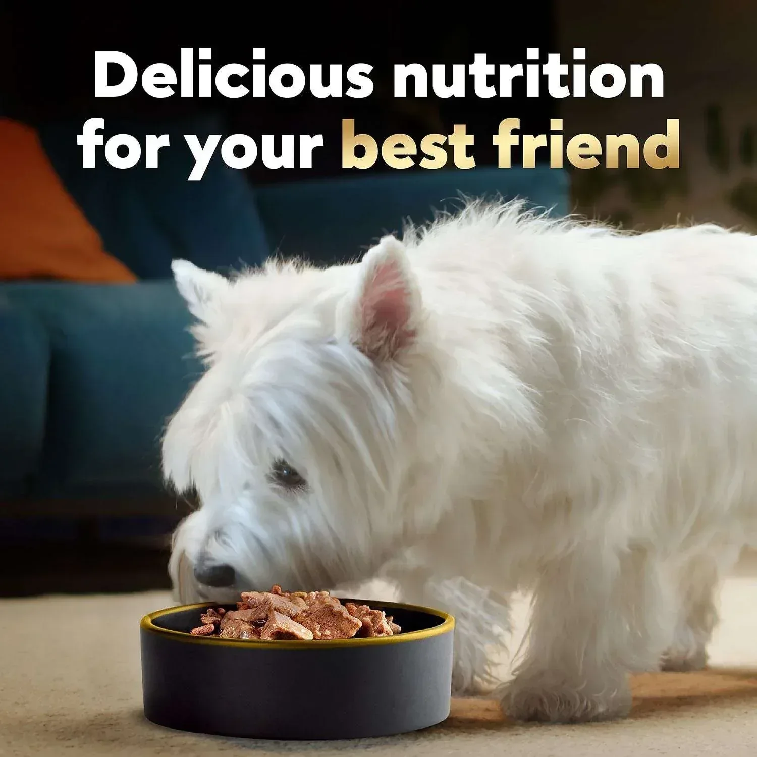 Cesar Canine Cuisine 4-Flavor Wet Dog Food Variety Pack, 48 ct. - Image 2