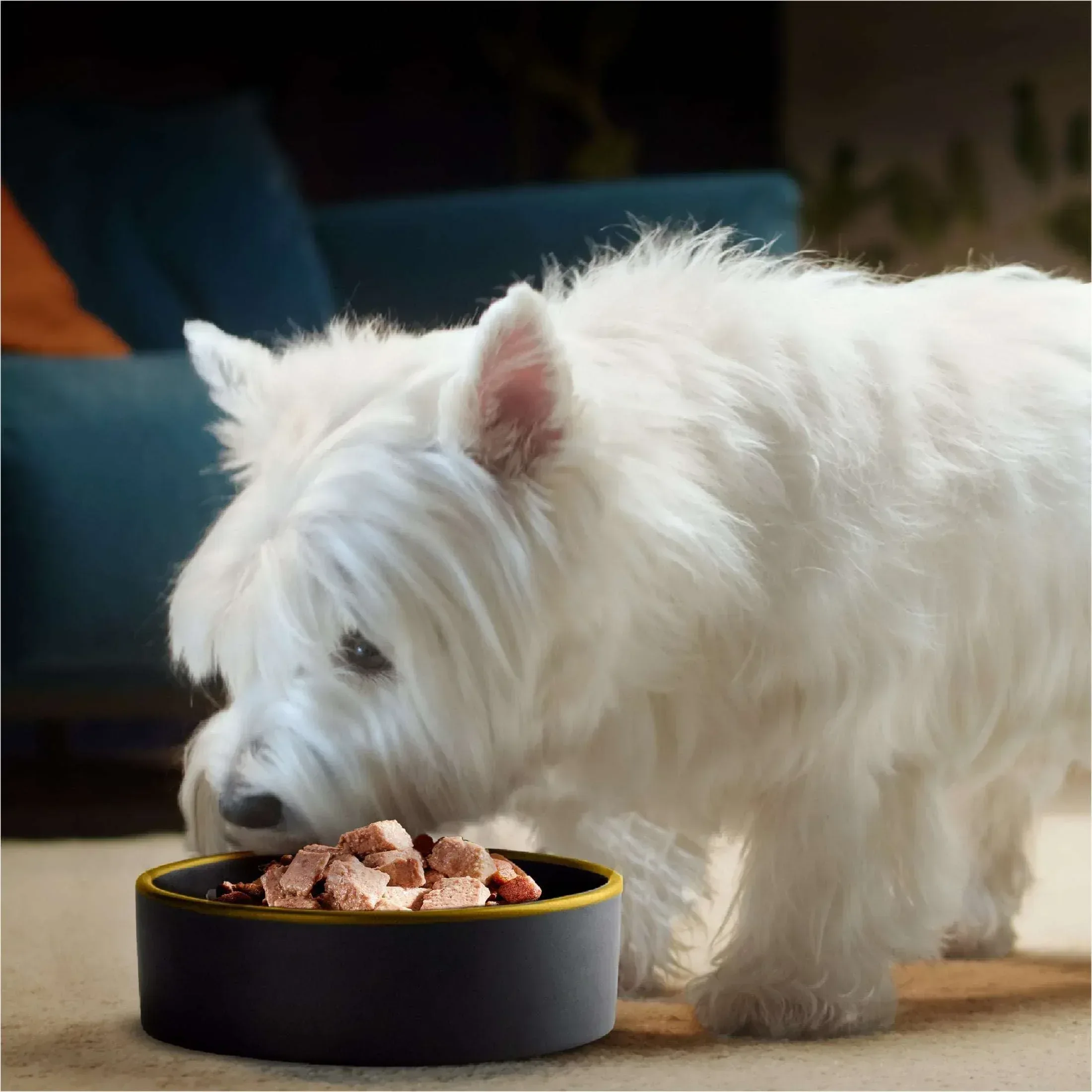 Cesar Classic Loaf In Sauce Wet Dog Food Variety Pack, 3.5 Oz Trays (24 Pack) - Image 10