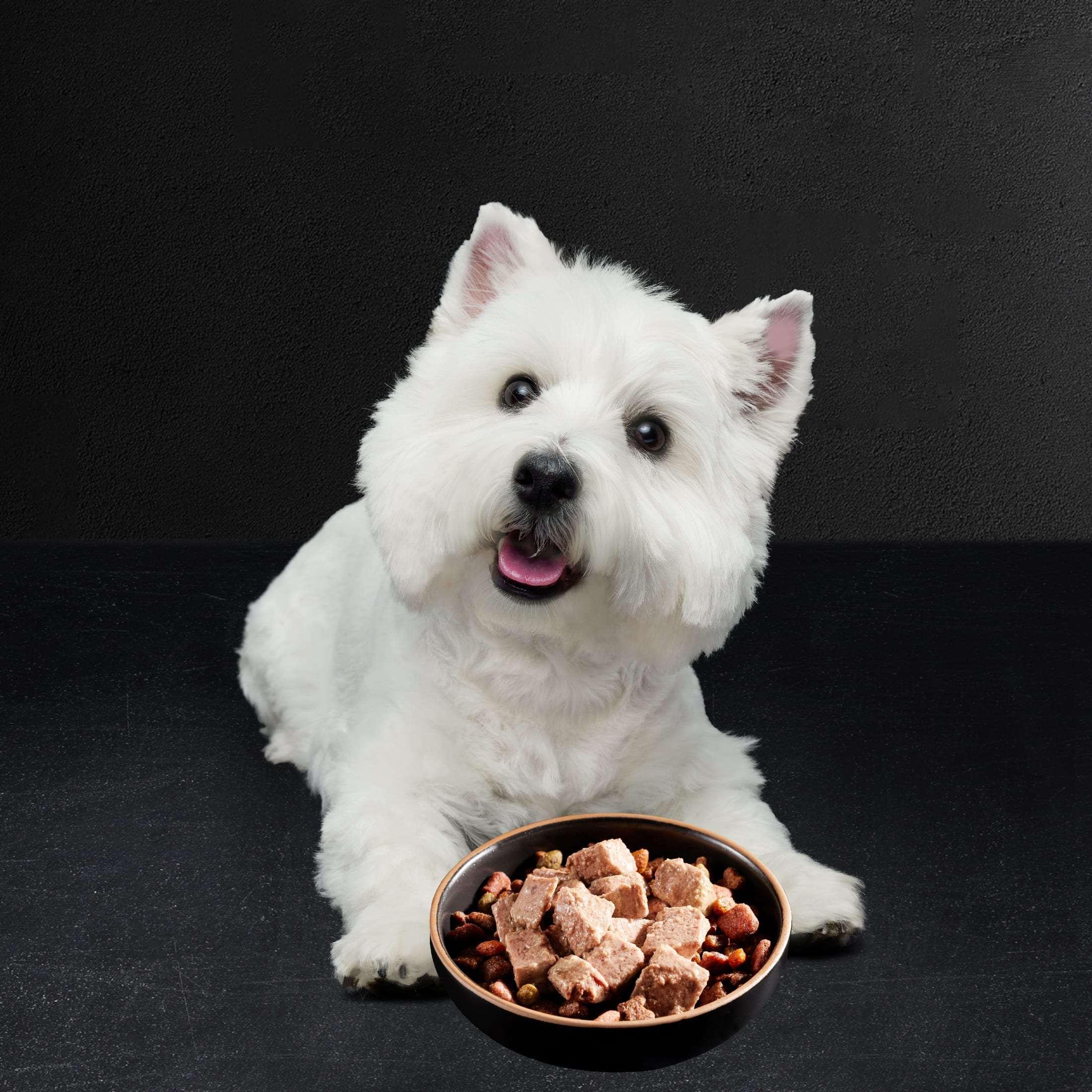 Cesar Classic Loaf In Sauce Wet Dog Food Variety Pack, 3.5 Oz Trays (24 Pack) - Image 11