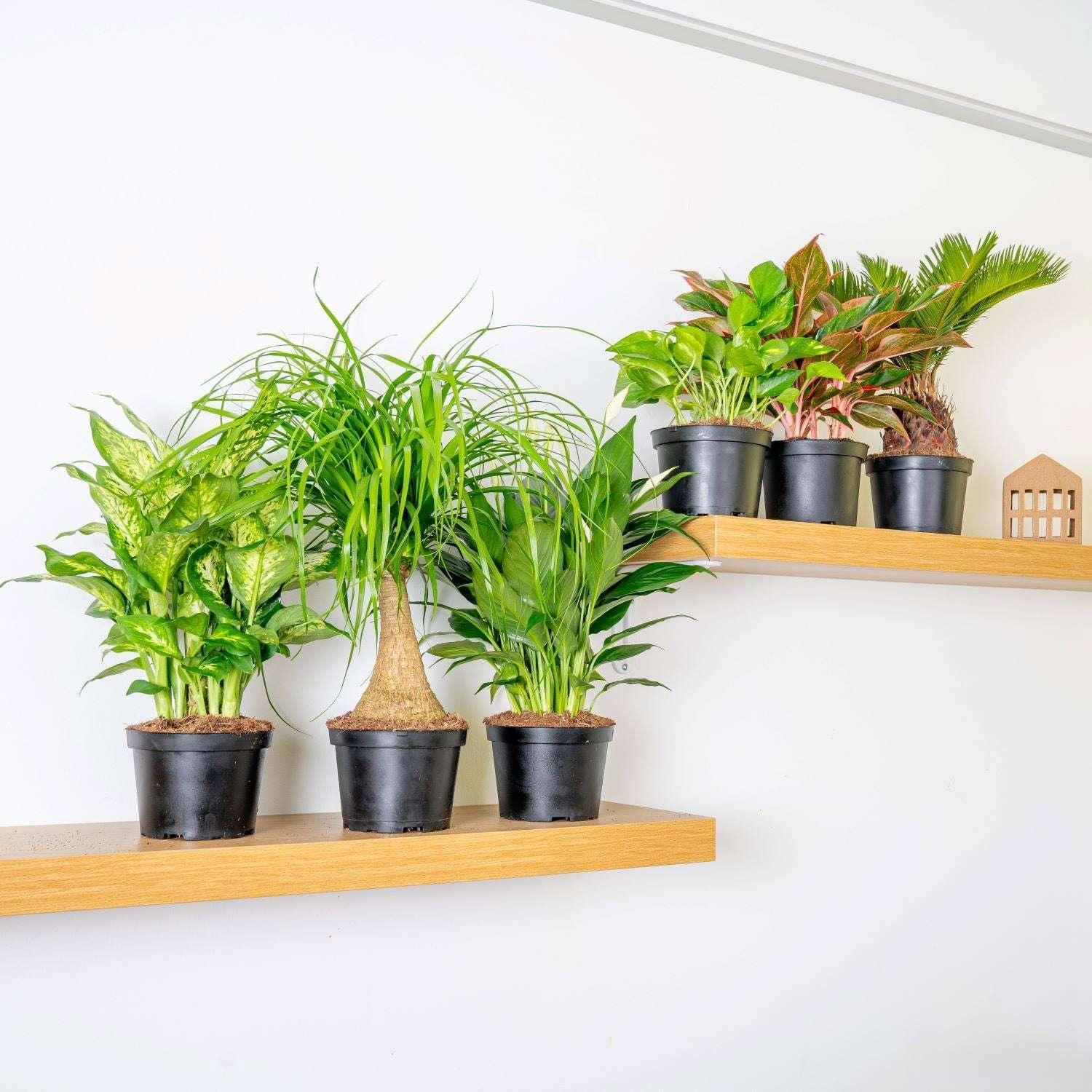 Costa Farms Assorted Houseplants in Nursery Pots, 6-pack - Image 2