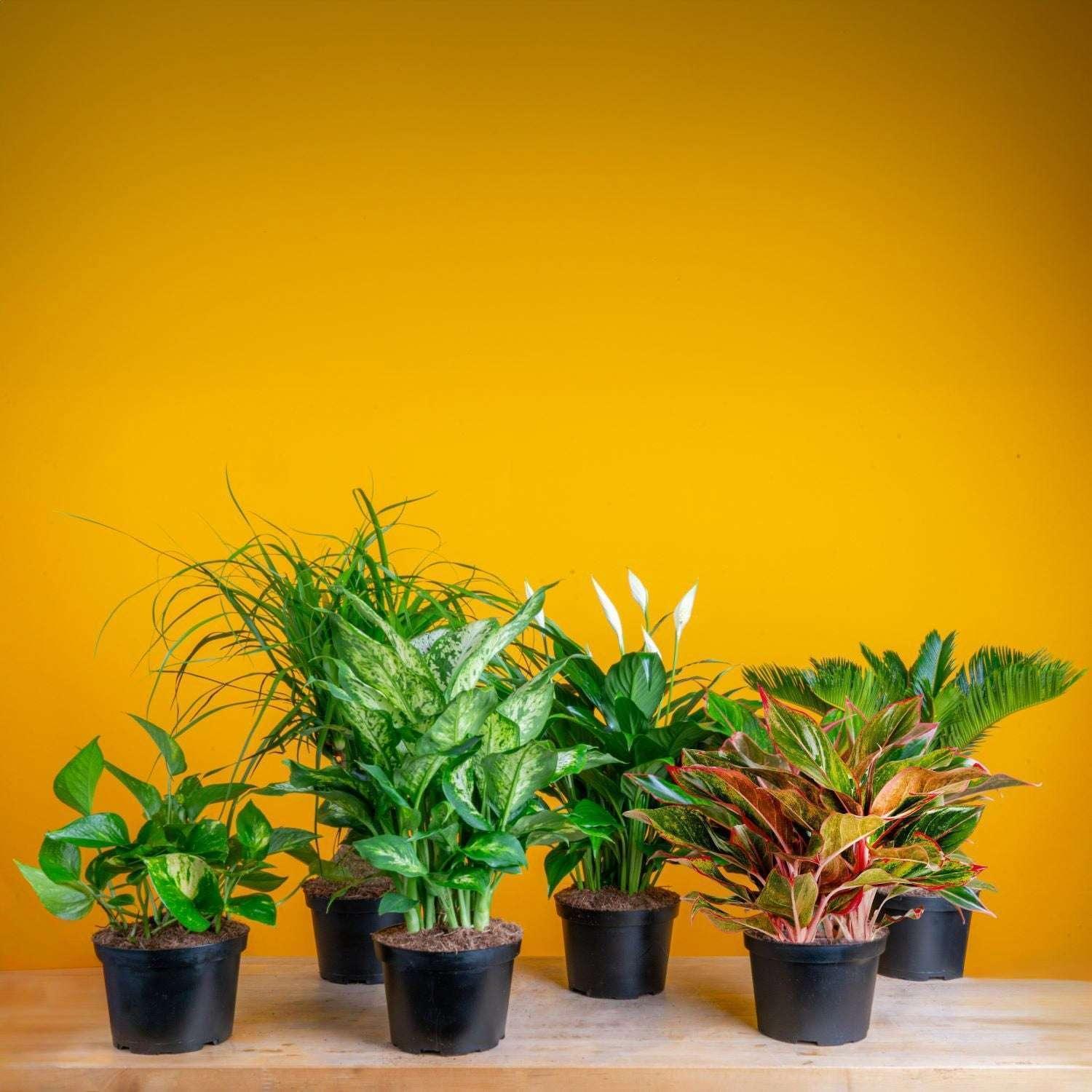 Costa Farms Assorted Houseplants in Nursery Pots, 6-pack - Image 3