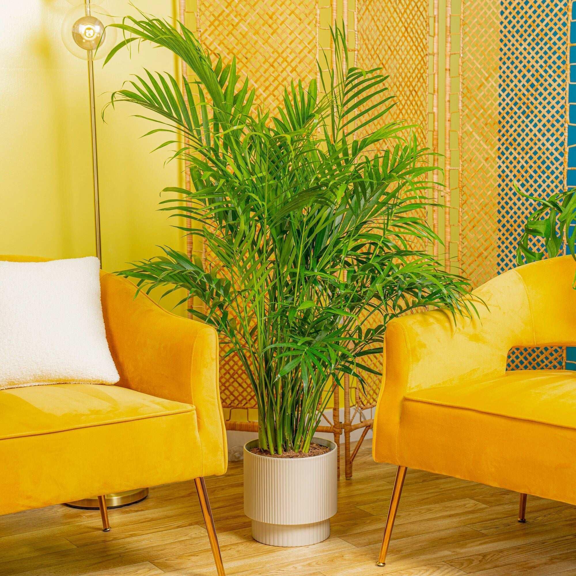 Costa Farms Cat Palm Houseplant in Decor Planter - Image 2