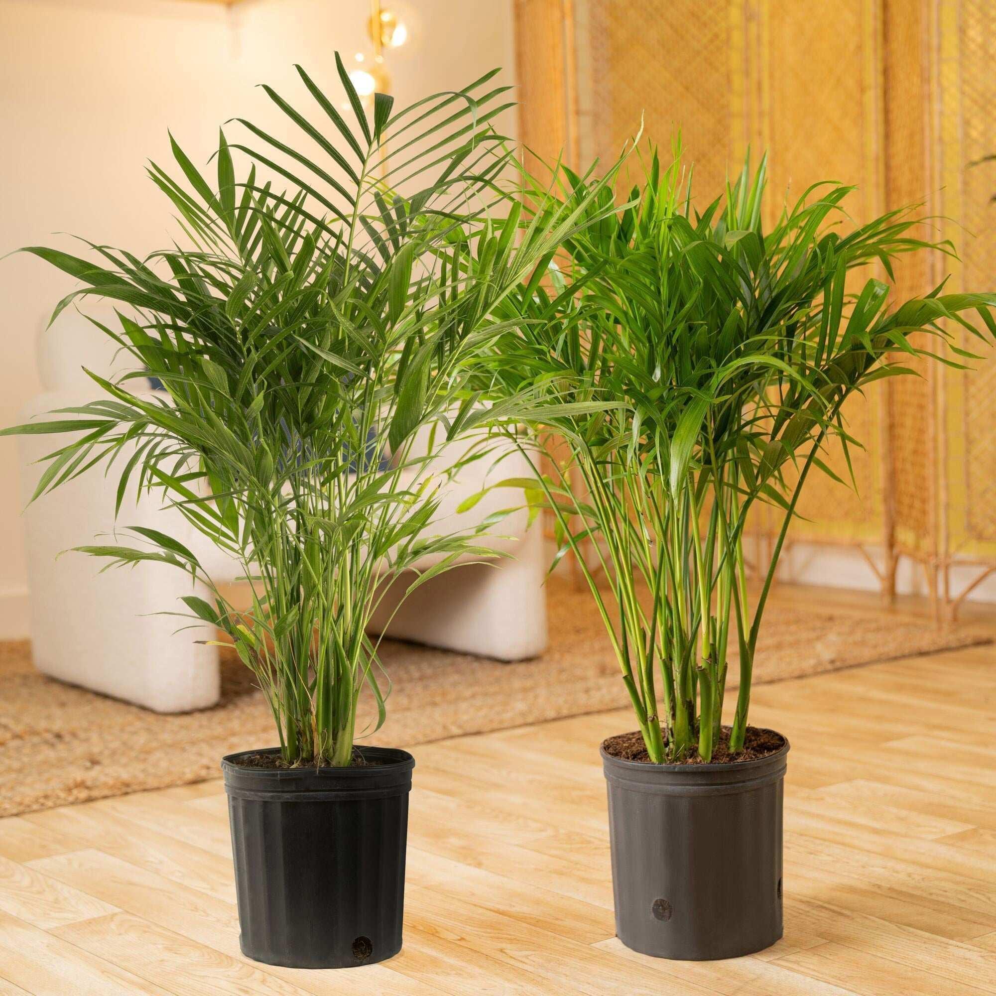 Costa Farms Cat Palm Tree, Houseplant in Nursery Pot, 2-pack - Image 2