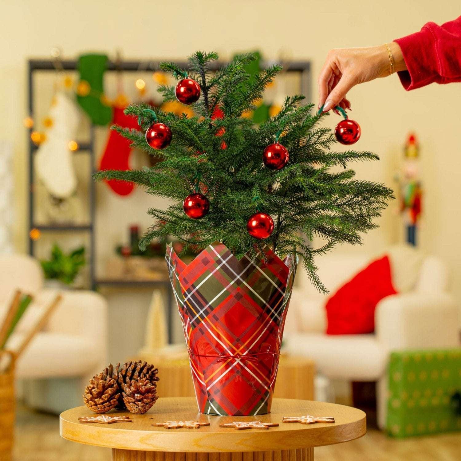 Costa Farms Decorated Norfolk Island Pine Christmas Tree, Houseplant in Decor Cover, 2-pack - Image 2