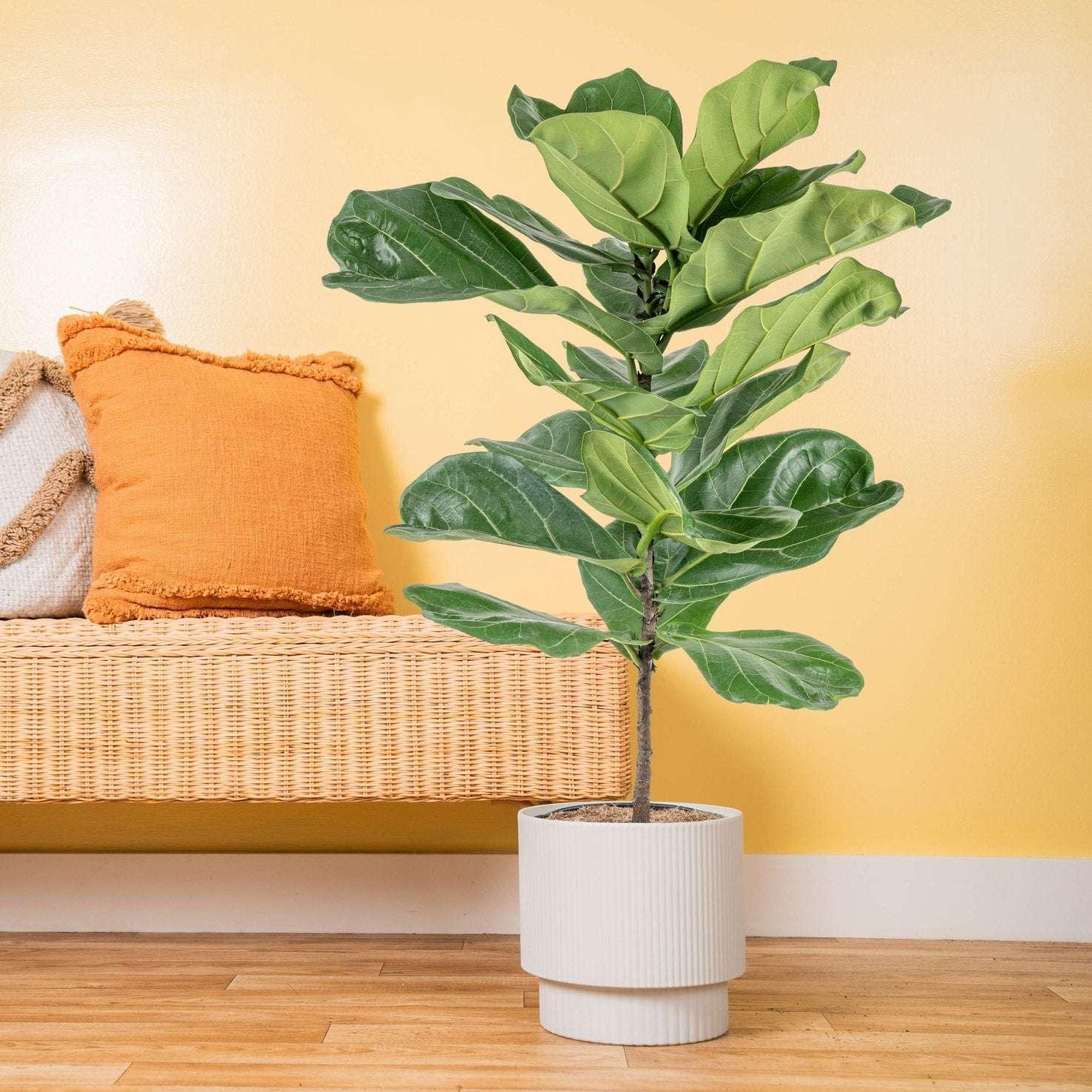Costa Farms Fiddle Leaf Fig Tree, Ficus Lyrata, Houseplant in Decor Planter - Image 2