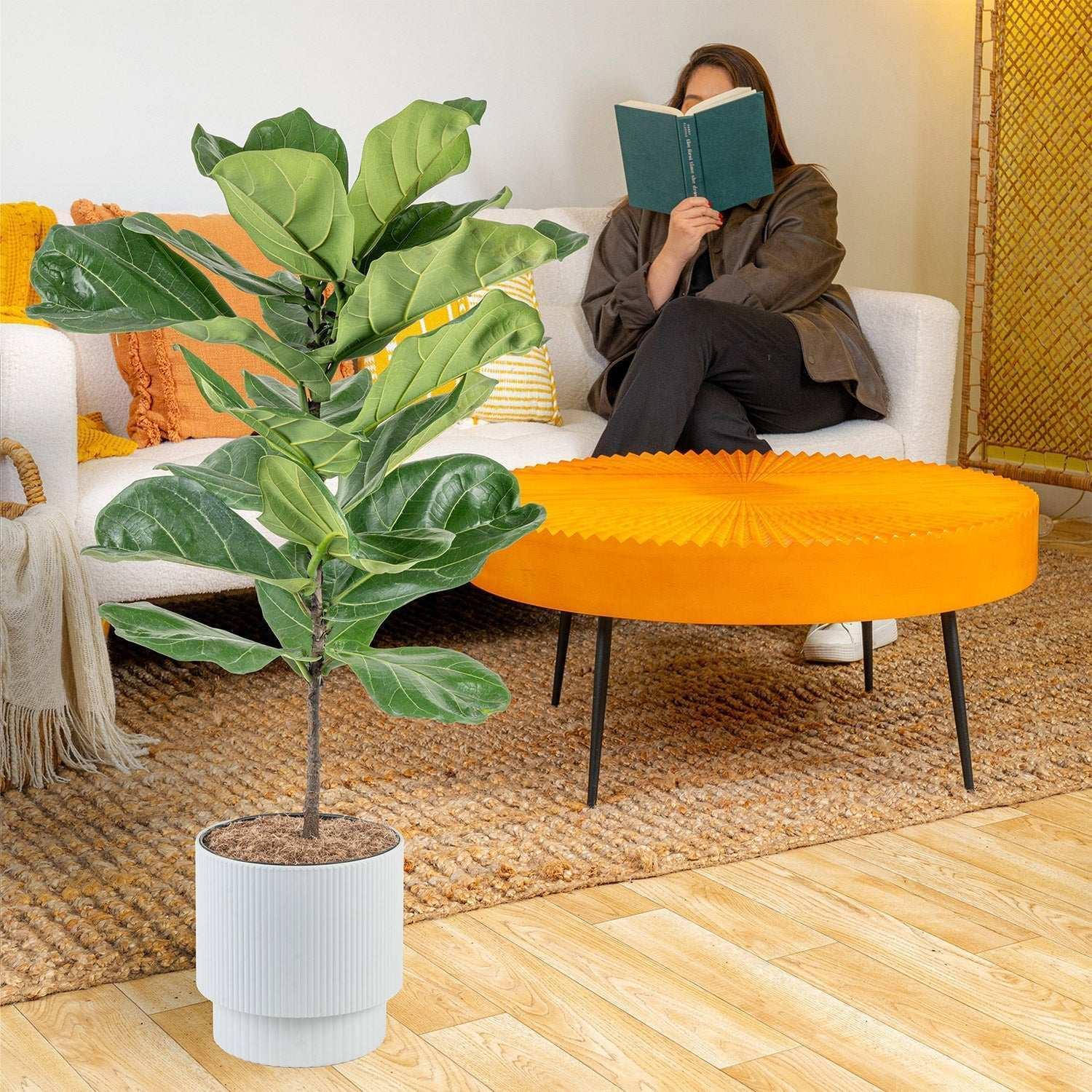 Costa Farms Fiddle Leaf Fig Tree, Ficus Lyrata, Houseplant in Decor Planter - Image 3