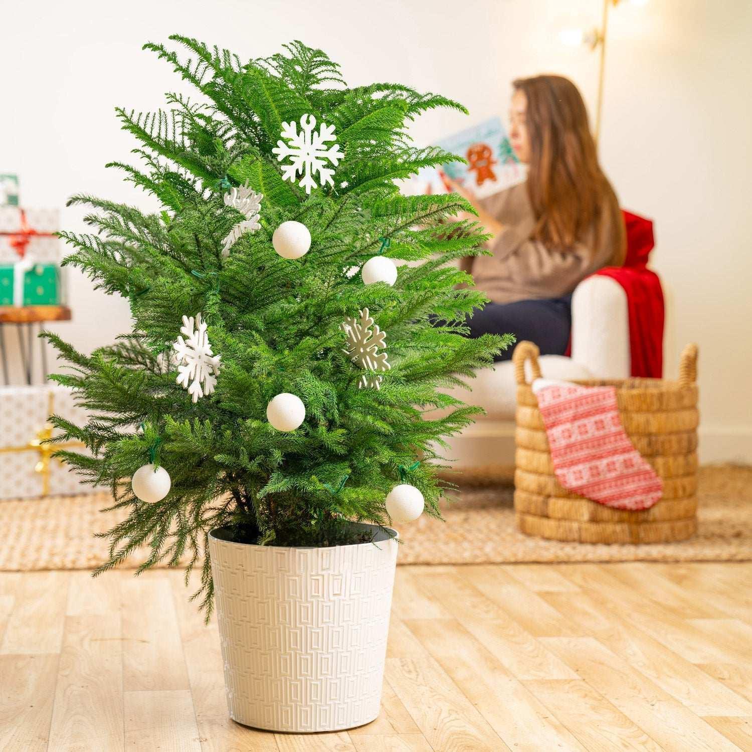 Costa Farms Norfolk Island Pine Decorated Christmas Tree, Houseplant in Decor Planter - Image 3