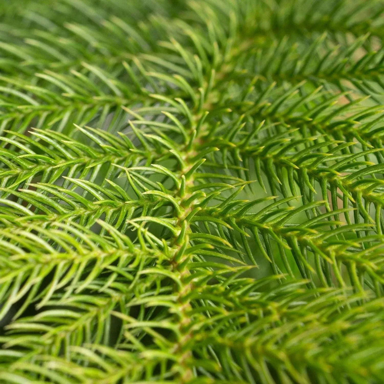 Costa Farms Norfolk Island Pine Decorated Christmas Tree, Houseplant in Decor Planter - Image 4