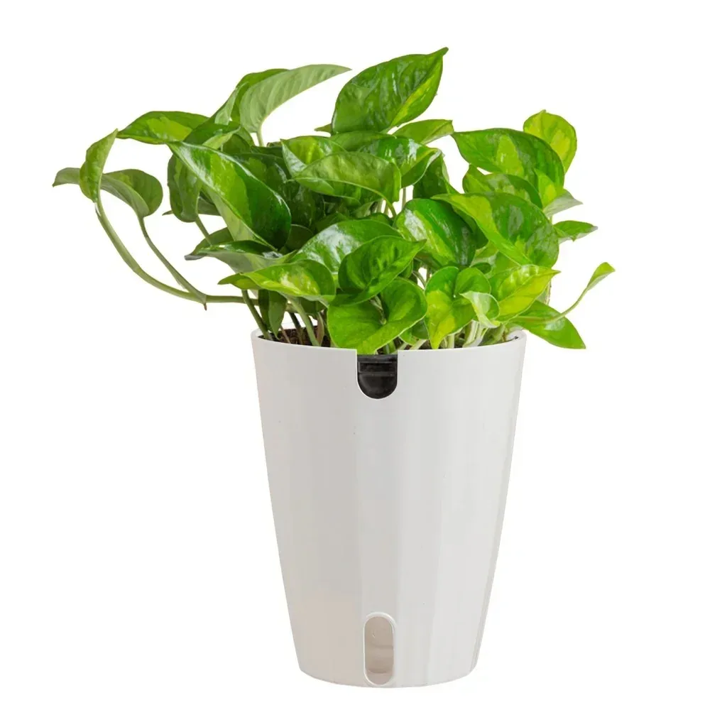 Costa Farms Pothos in Self-watering Pot