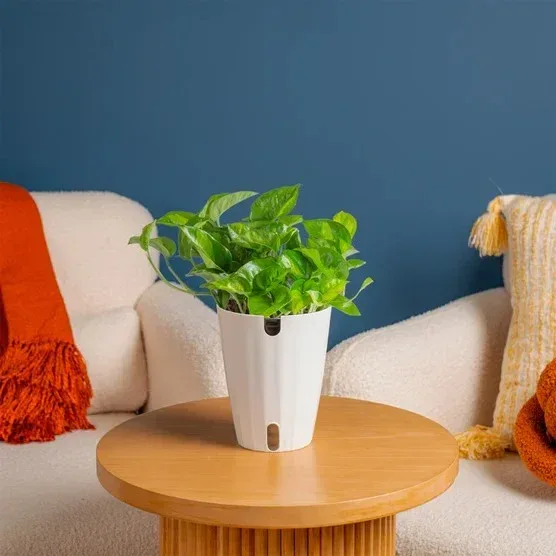 Costa Farms Pothos in Self-watering Pot - Image 3