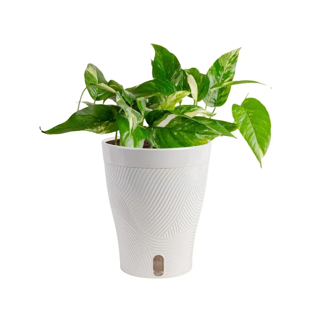 Costa Farms Pothos in Self-watering Pot - Image 4