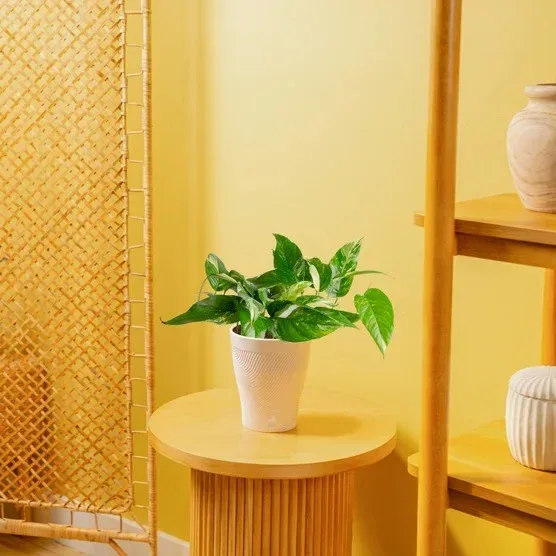 Costa Farms Pothos in Self-watering Pot - Image 5
