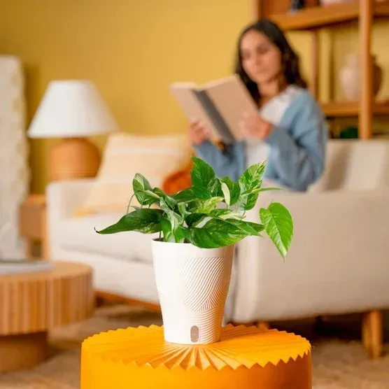 Costa Farms Pothos in Self-watering Pot - Image 6