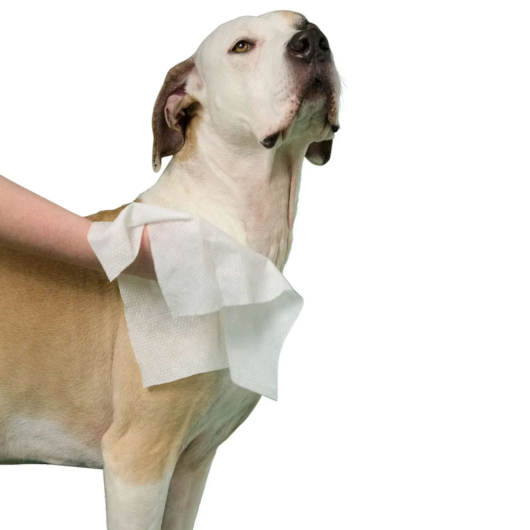 Earth Rated XL Hypoallergenic Pet Wipes, 60-count each, 3-pack - Image 4