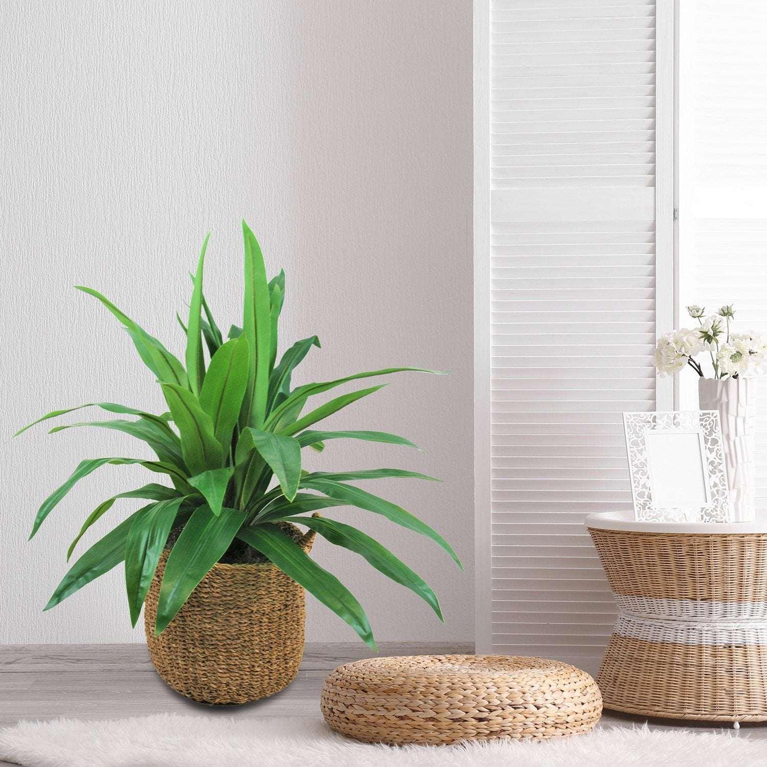 Faux 42" Dracaena in Handwoven Boho-Style Basket - Image 4