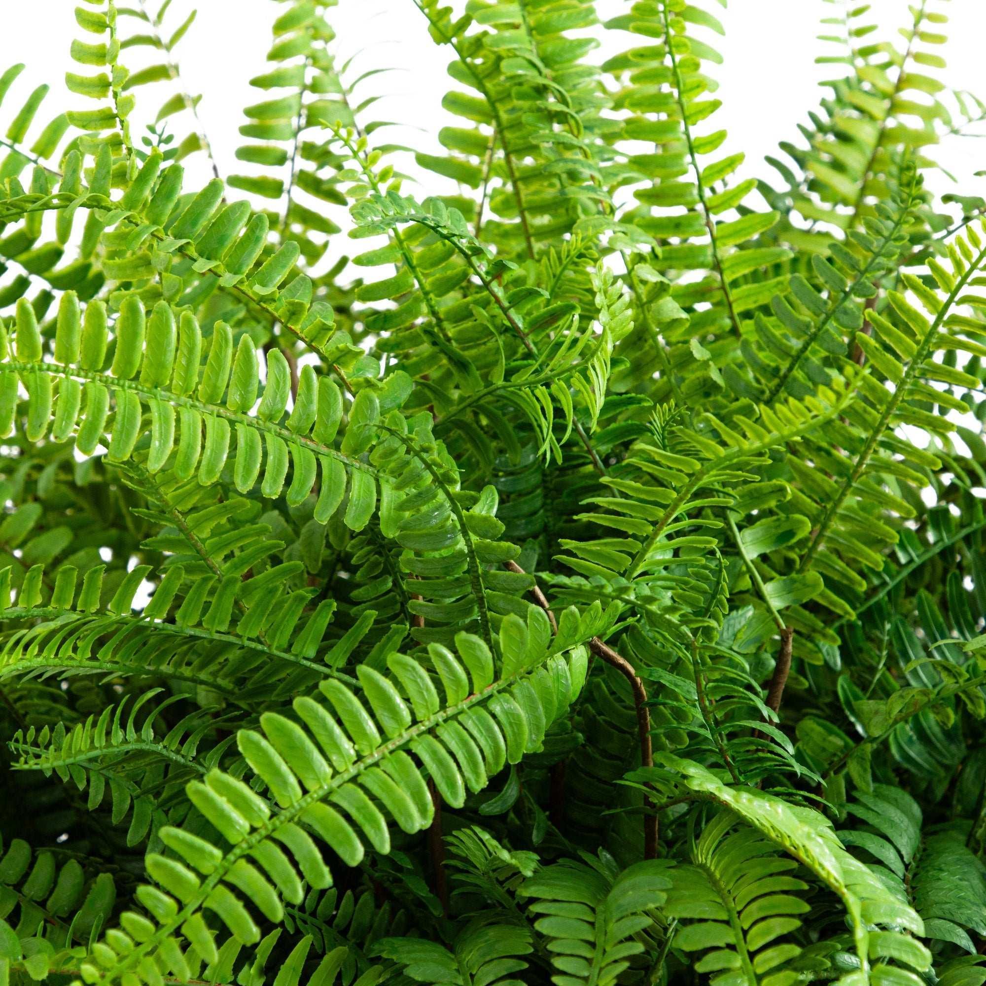 Faux 42” Fern in Planter - Image 4