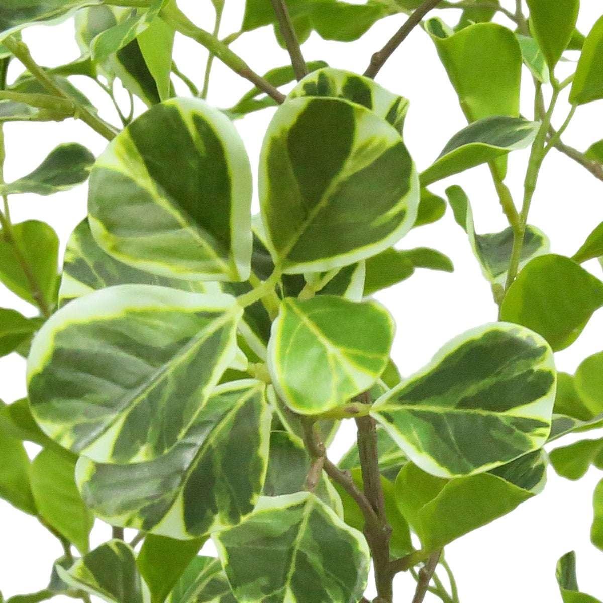 Faux 6.5' Ficus Tree - Image 5