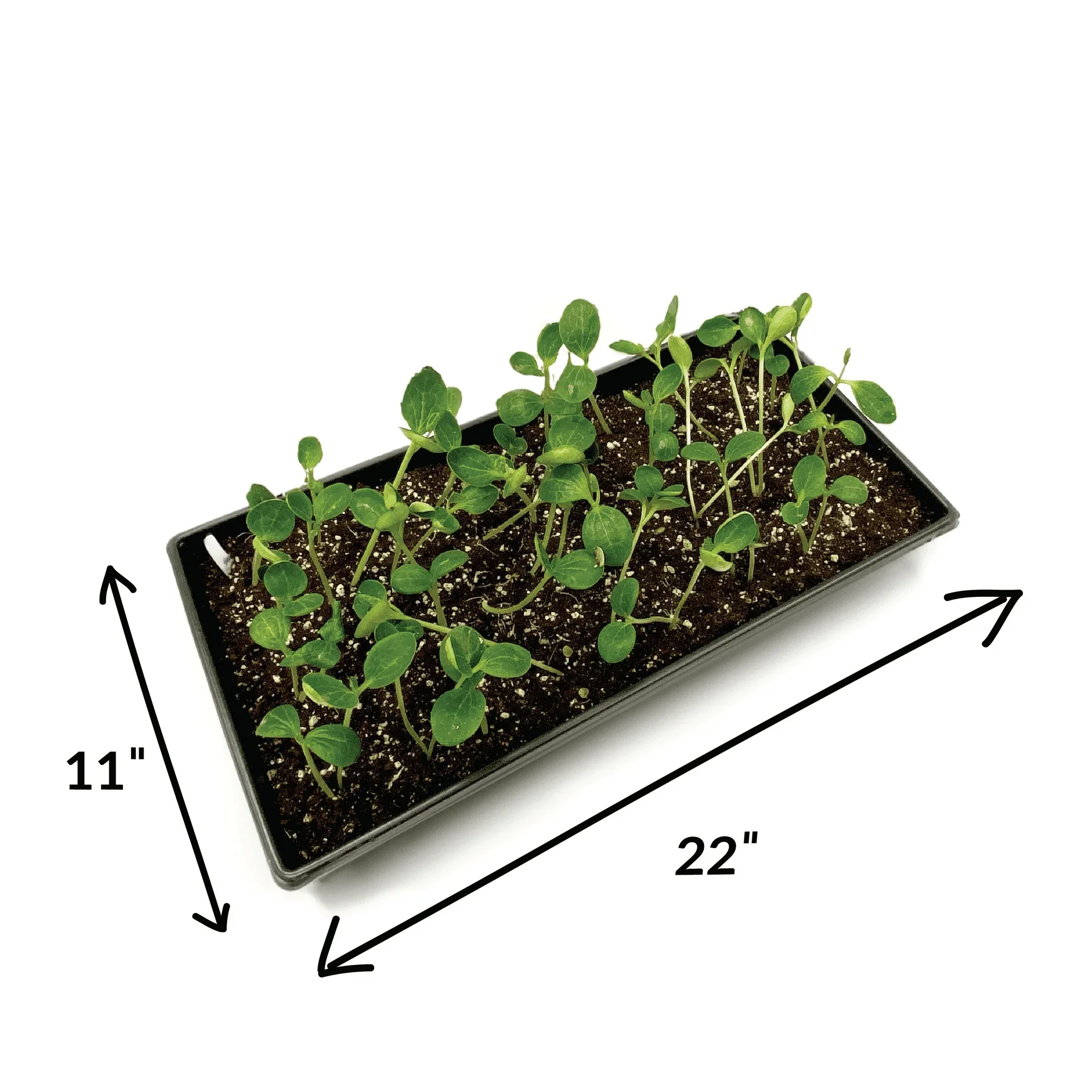 Ferry-Morse Durable Seed Starting Tray with Watertight Base, Reusable Plastic Design - Image 4