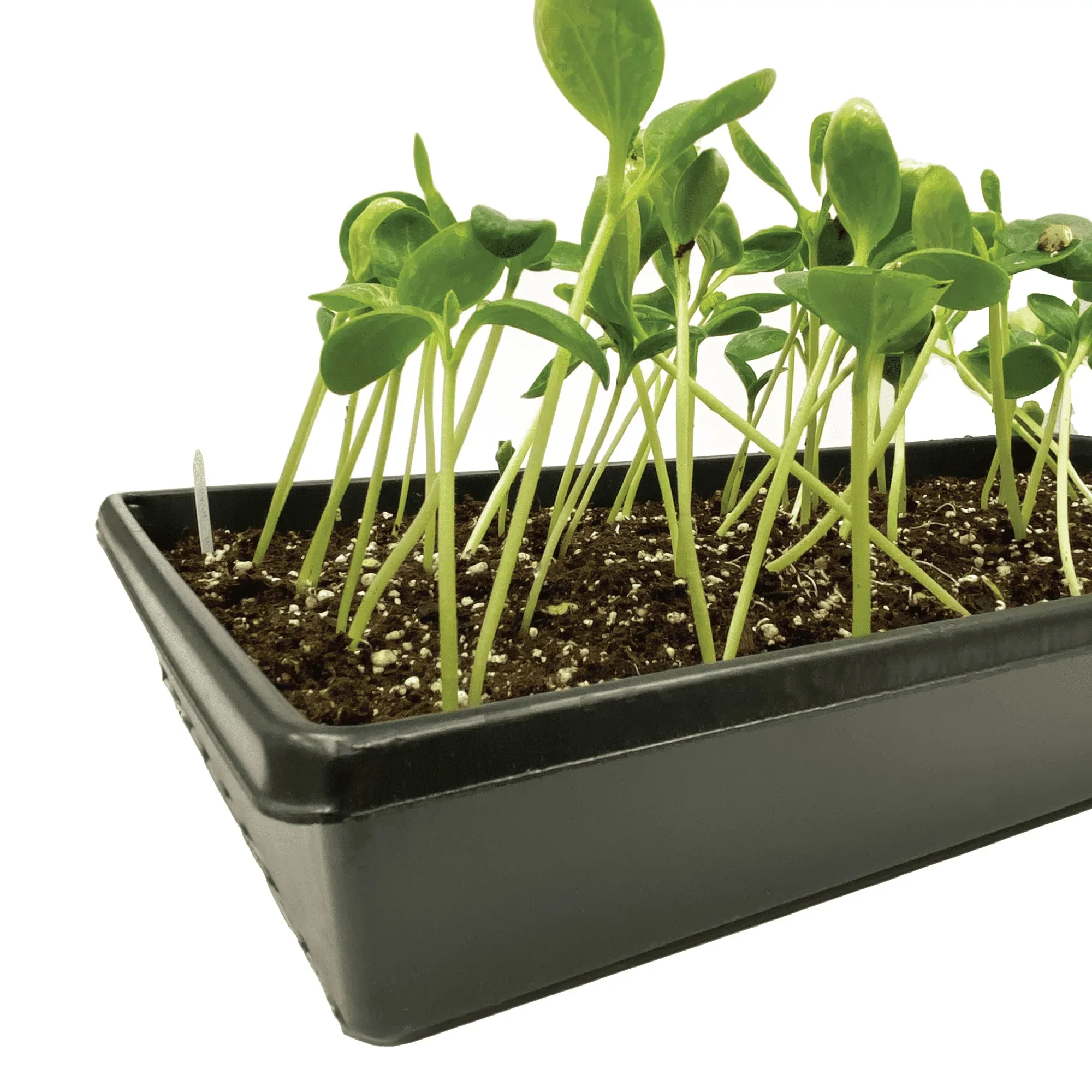 Ferry-Morse Durable Seed Starting Tray with Watertight Base, Reusable Plastic Design - Image 6