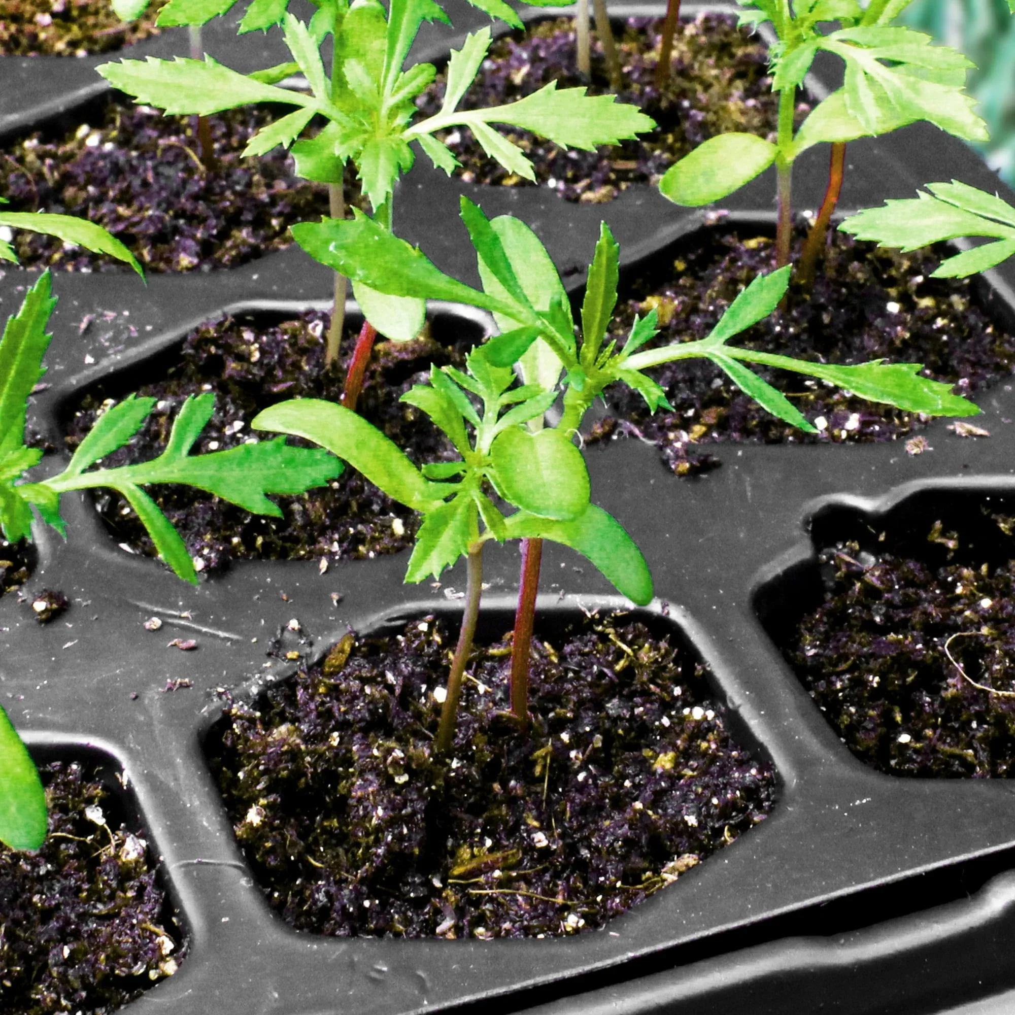 Ferry Morse Pro-Hex Seed Starting Tray 72 Cells - Reusable Plastic Tray - Image 5