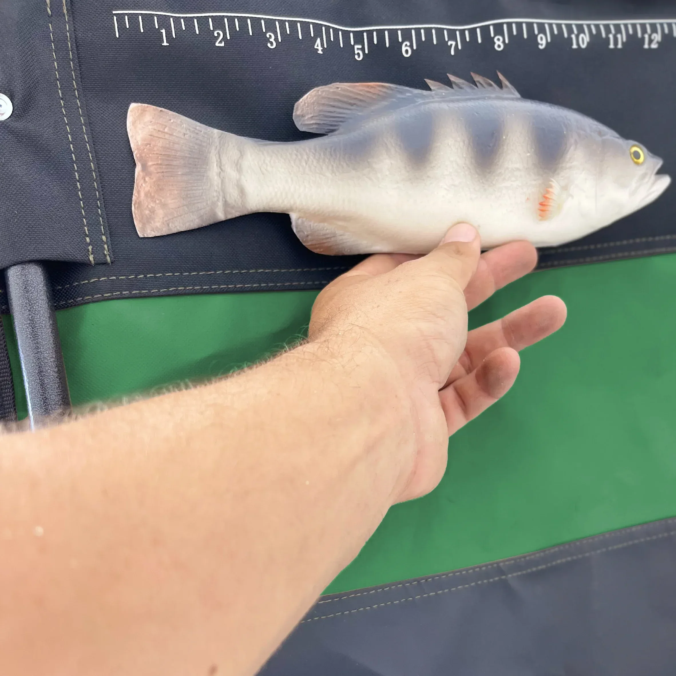 Fishing Chair with Rod Holder Built In Cooler Hands Free Fishing Pole Holder - Storage Pouch Storage Bag for Fishing Accessories Full Size Portable & Folding Ruler for Measuring Fish - Image 6