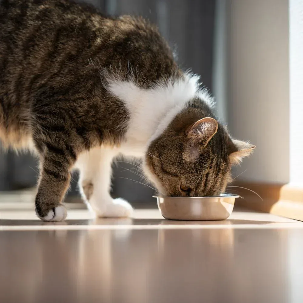 Friskies Lil Soups Adult Cat Food Complement 3 Flavor (2) Each: Sockeye Salmon, Shrimp, Tuna (1.2 Ounces) + MerlinsMart Zine + Catnip Toy - Image 2