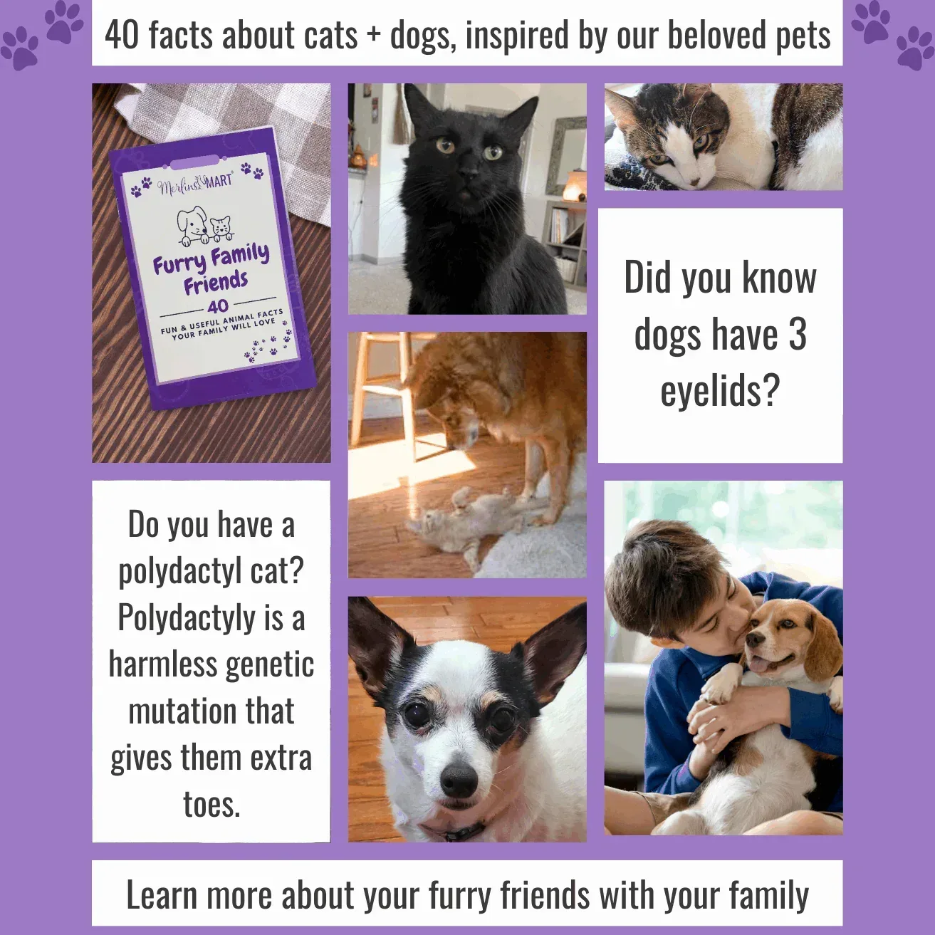 Friskies Lil Soups Adult Cat Food Complement 3 Flavor (2) Each: Sockeye Salmon, Shrimp, Tuna (1.2 Ounces) + MerlinsMart Zine + Catnip Toy - Image 4
