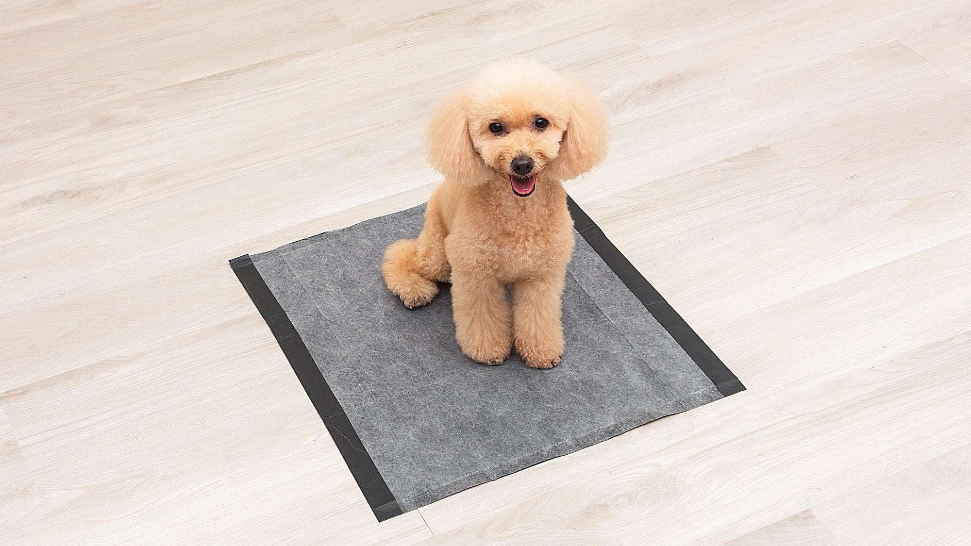 Glad Activated Charcoal Leak-Resistant Training Pads for Dogs, 23in x 23in, 100 Count - Image 9